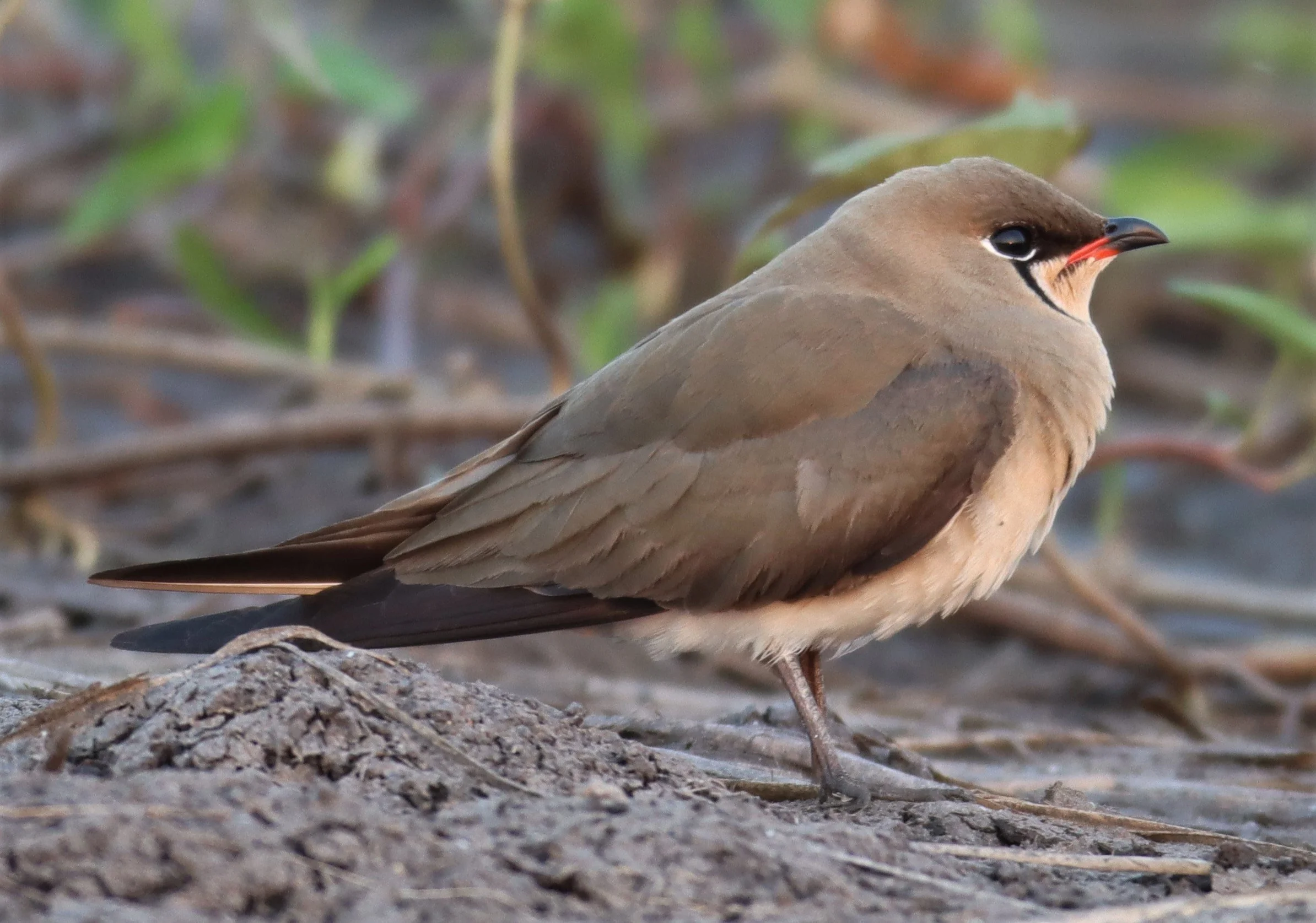 PRATINCOLE - ORIENTAL PRATINCOLE - Glaveola maldivarum -  LUMTAKONG LAKE PAK CHO (26).jpg
