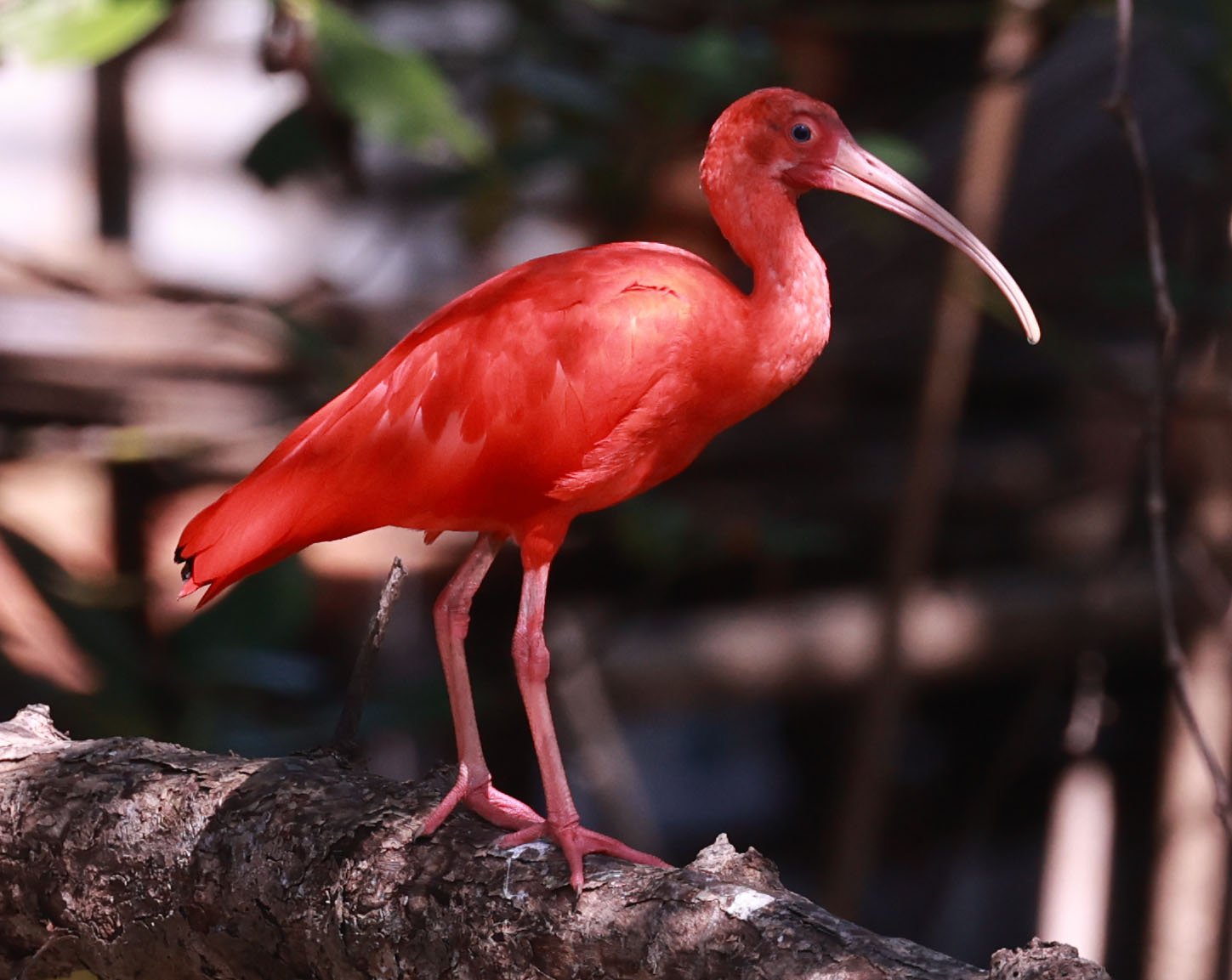Ibis - Scarlet Ibis - Eudocimus ruber - 29 Songkaow Cafe, Chachoengsao Thailand (110).jpg
