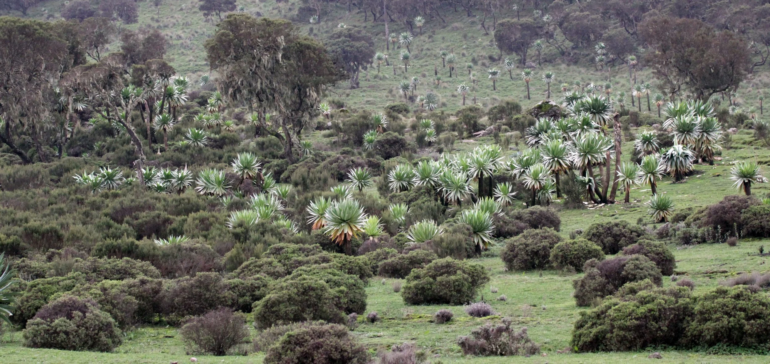 SIMIEN MOUNTAINS NATIONAL PARK EHTIOPIA (1).JPG