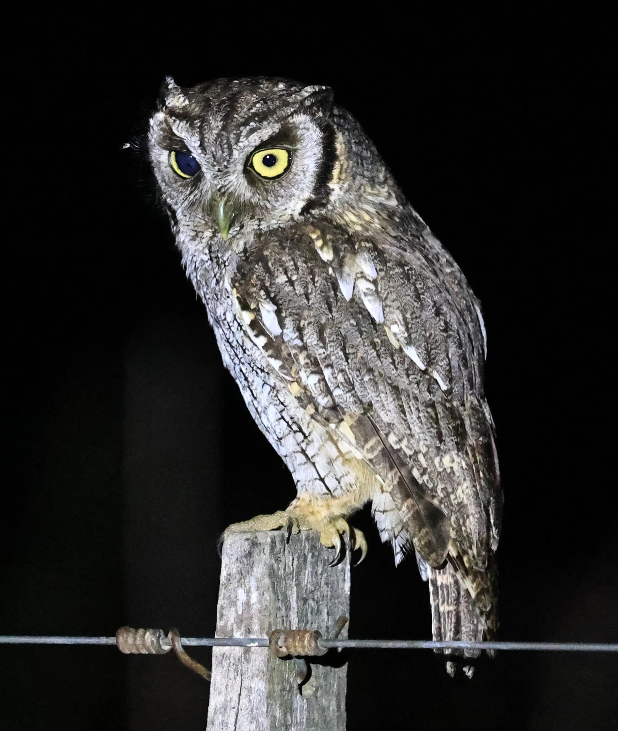 Tropical Screech-Owl (Megascops choliba) Hotel Campestre Iparoma Paraguay (22).jpg