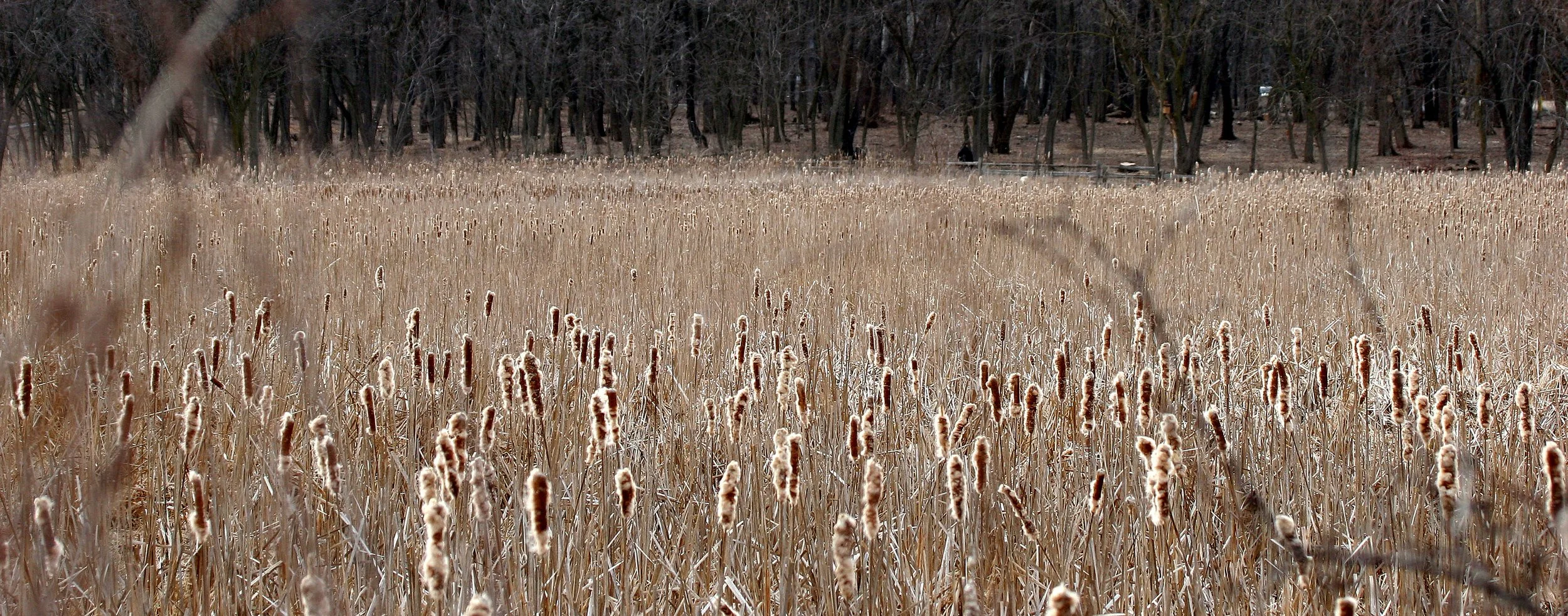 ILLINOIS - 2008-3-29 CHICAGO SPRING TRIP - LINCOLN MARSH (3).jpg