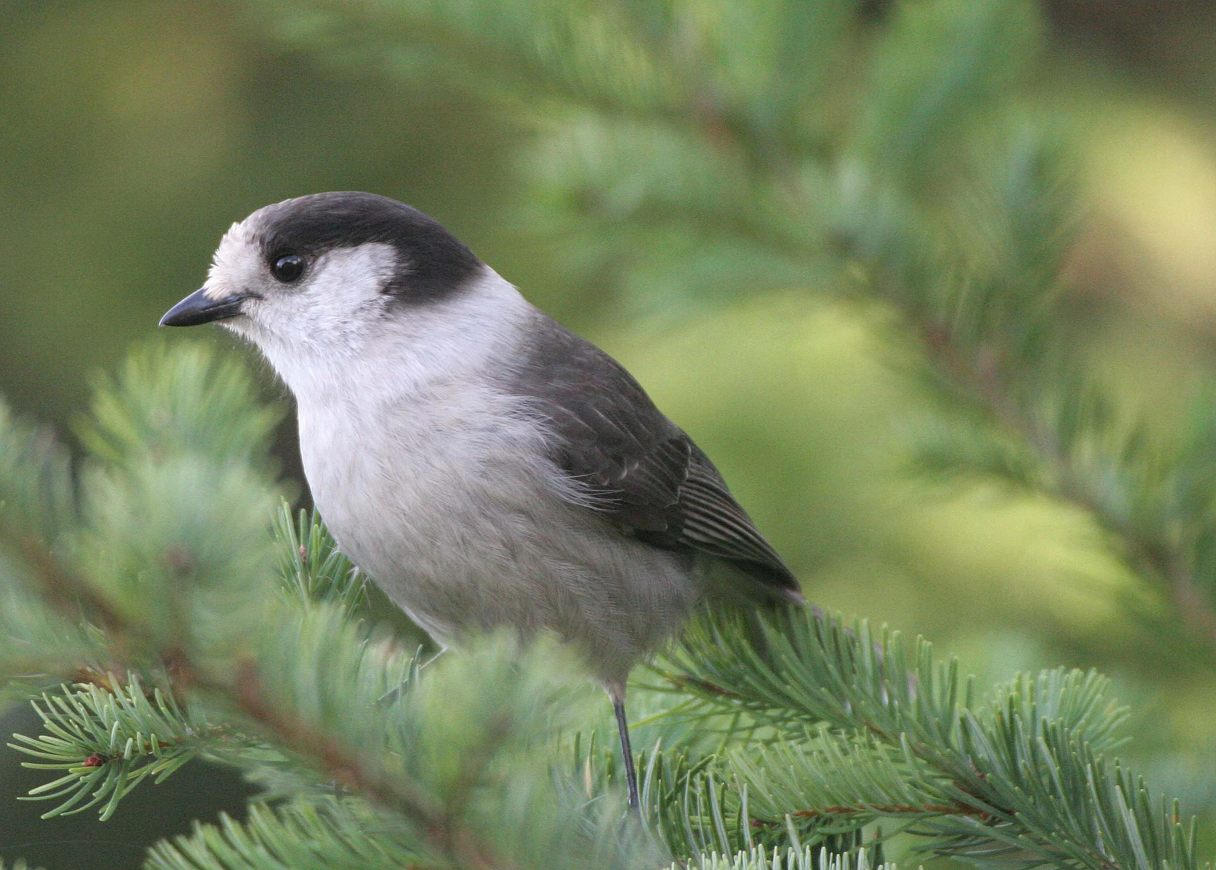 BIRD - JAY - GRAY JAY - MORSE CREEK CANYON OVERLOOK (6).jpg