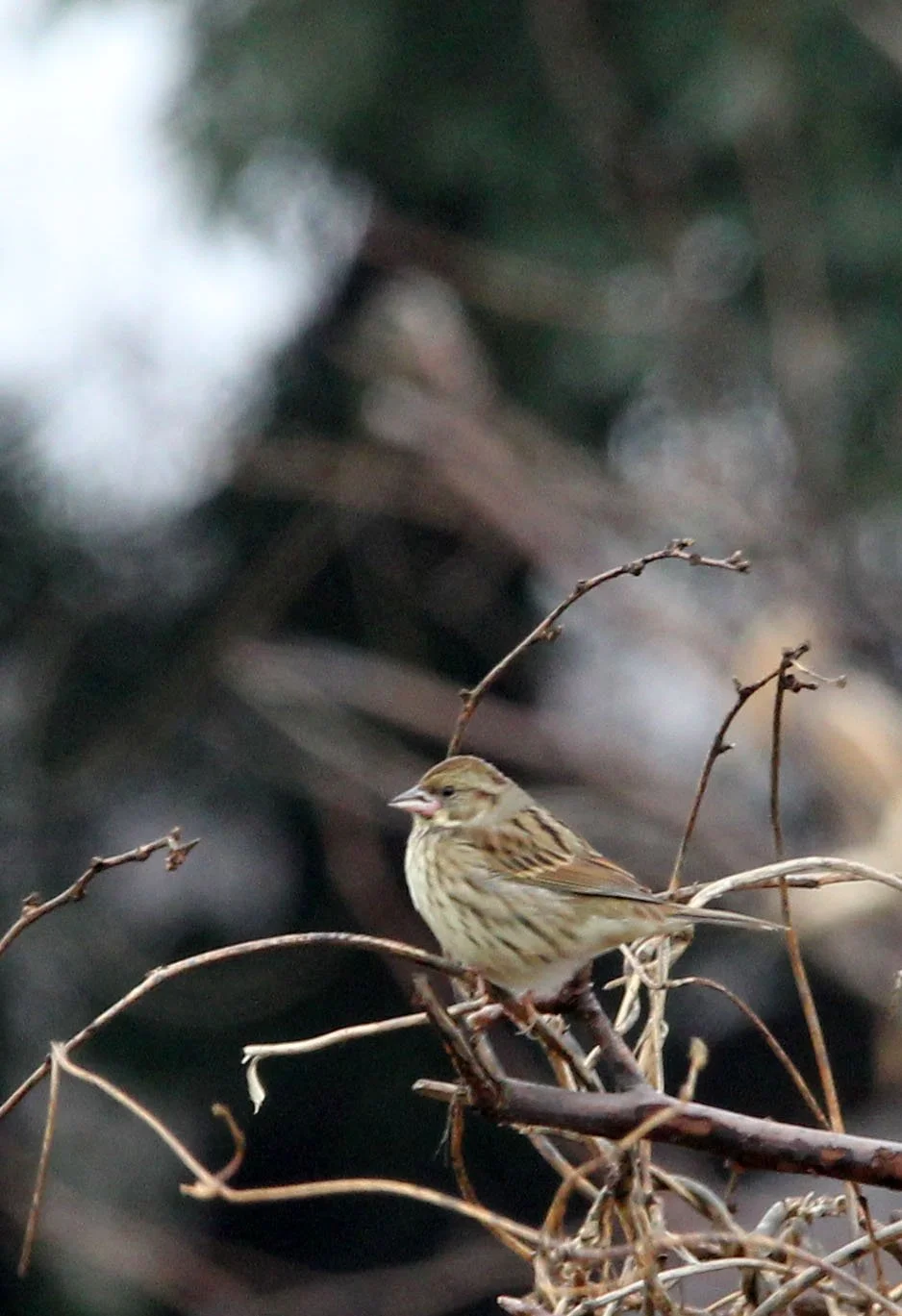 Pallas's (Reed) Bunting (Emberiza pallasi) Lake Tai Jiangsu Province China (8).JPG