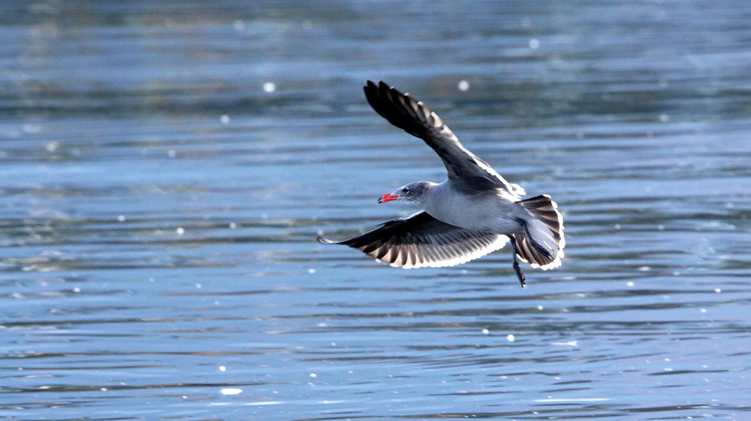 BIRD - GULL - HEERMAN'S GULL - PORT ANGELES HARBOR (15).JPG