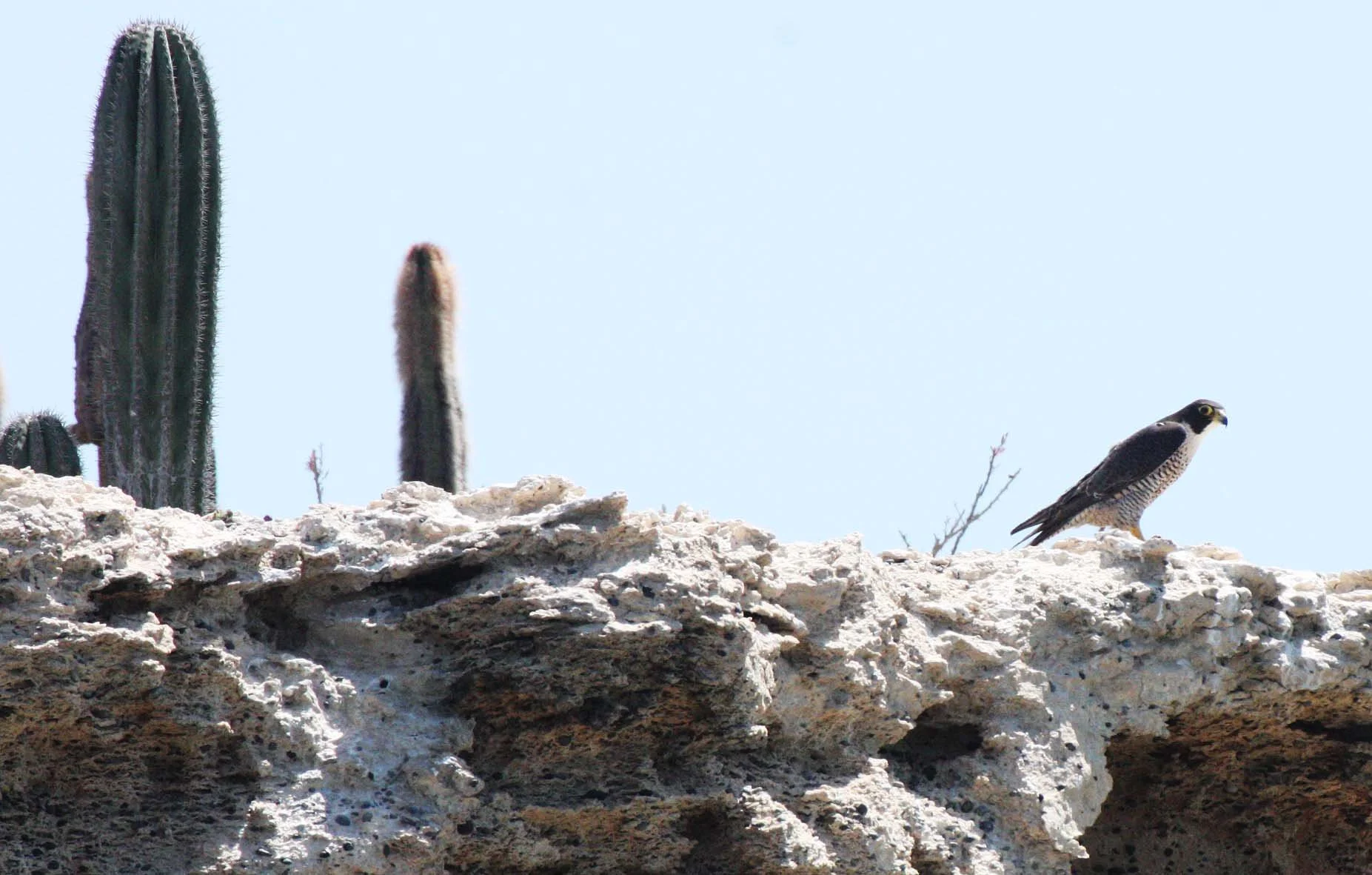 Falco peregrinus anatum - AMERICAN PEREGRINE FALCON - SAN IGNACIO LAGOON BAJA MEXICO (7).JPG