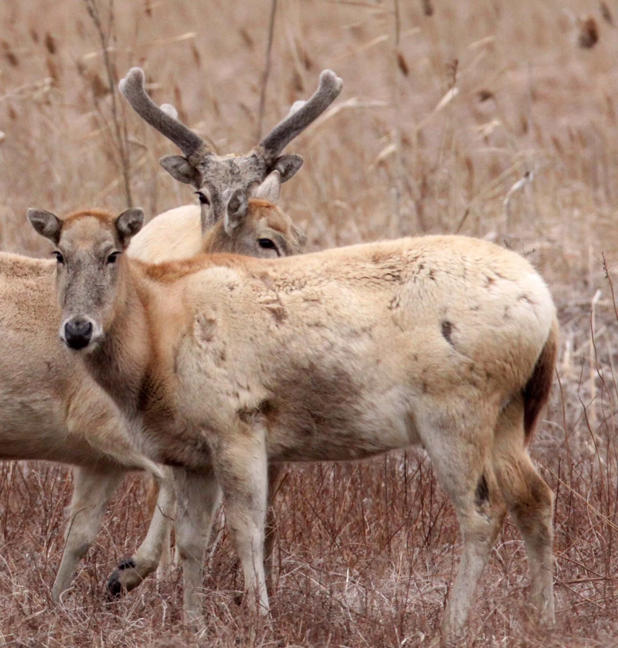 Elaphurus davidianus - PERE DAVID'S DEER- YANCHENG CHINA (4).JPG
