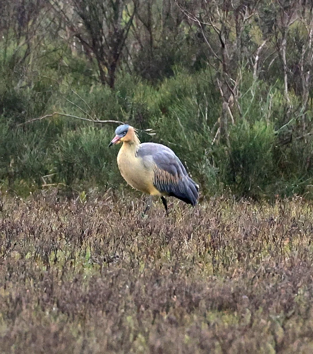 Whistling Heron (Syrigma sibilatrix) El Palmar National Park, Entre Rios, Argentina (3).jpg