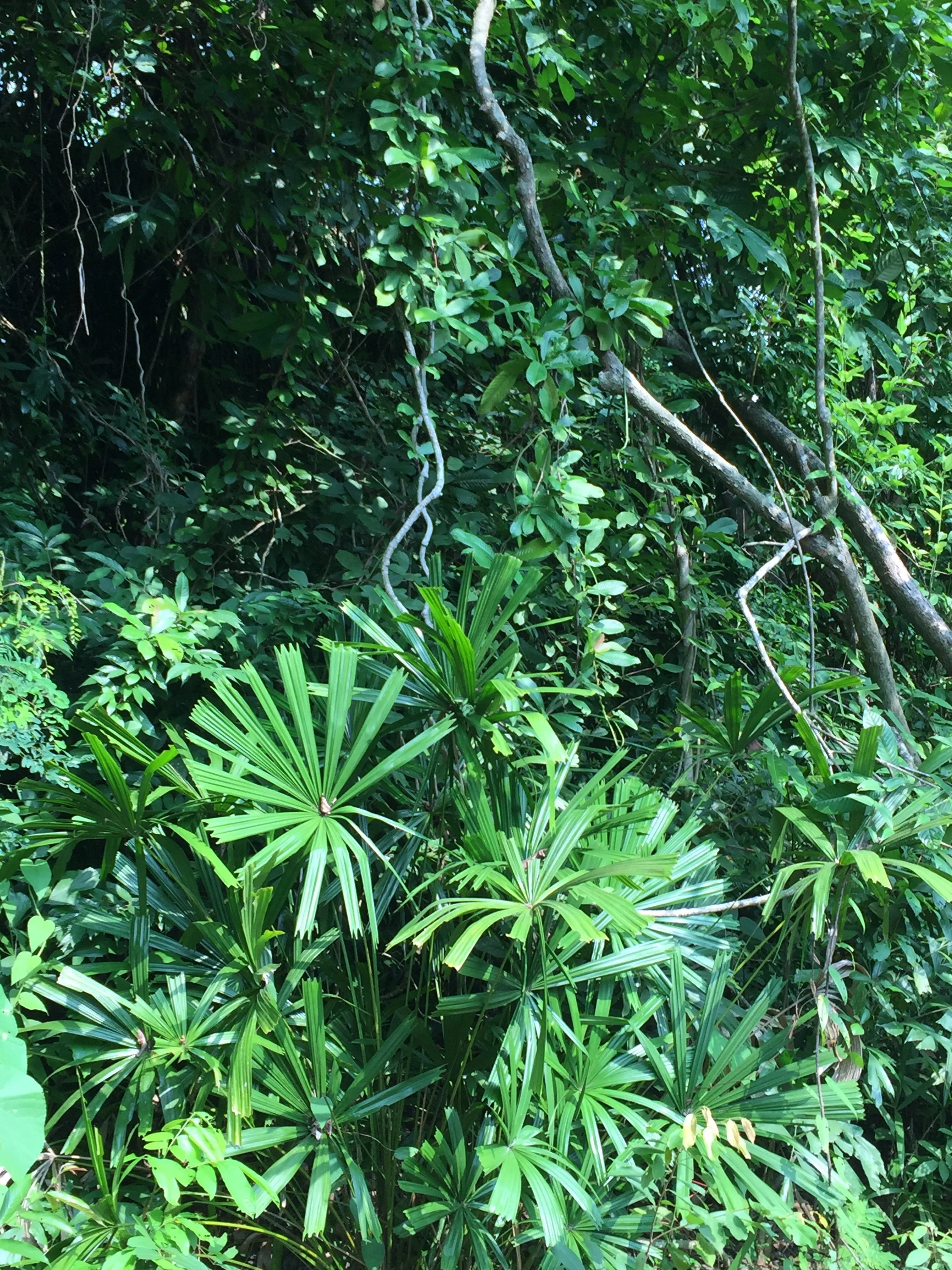 2016 Koh Lanta TheOtherSideVillas - Nature at our Home (119).jpg