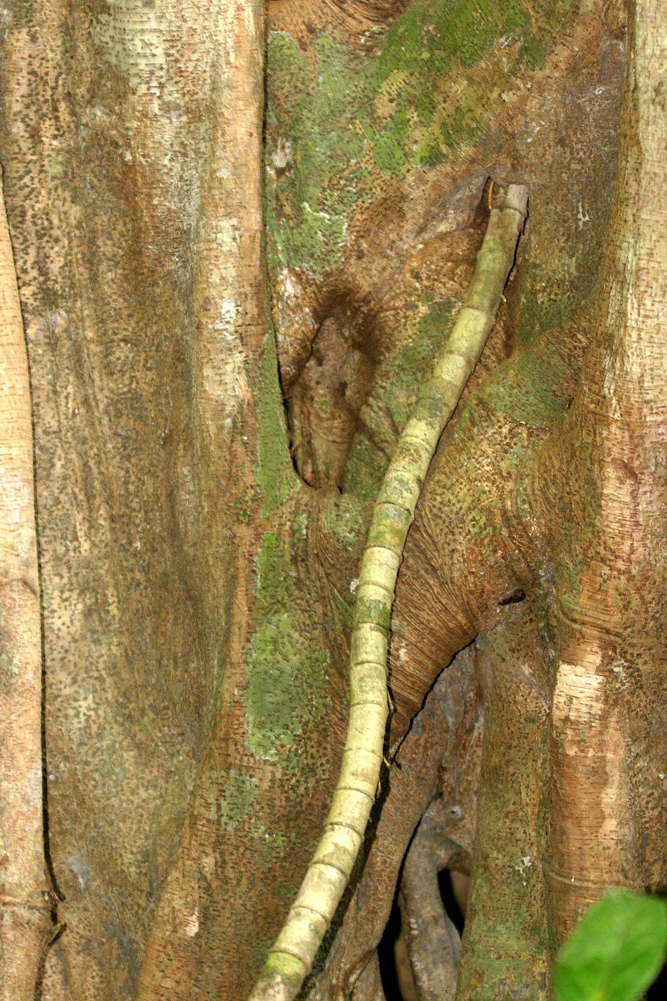 KINABATANGAN RIVER BORNEO - FICUS SPECIES  (3).JPG