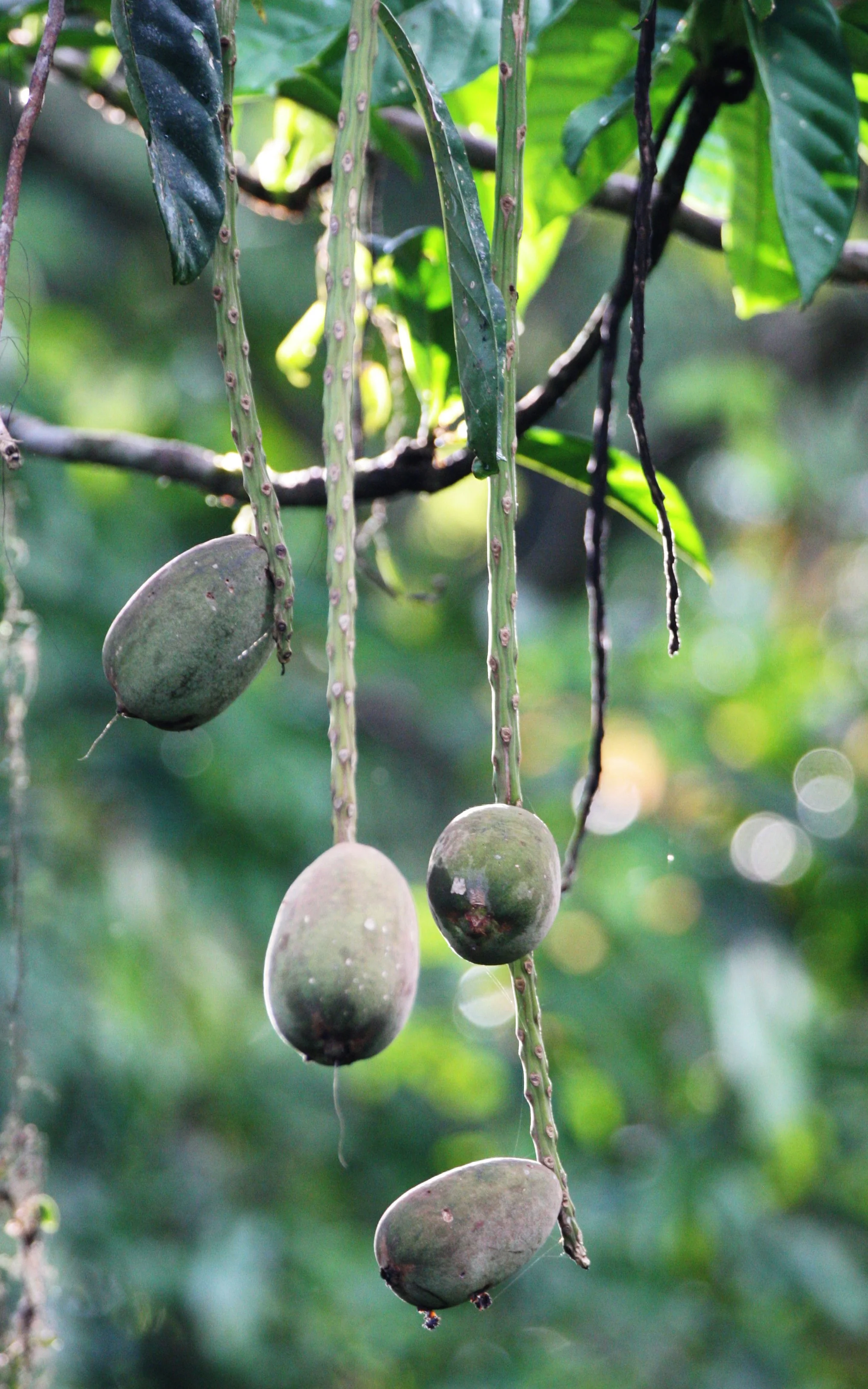 DANUM VALLEY BORNEO - FRUIT FROM FOREST GIANT (2).JPG