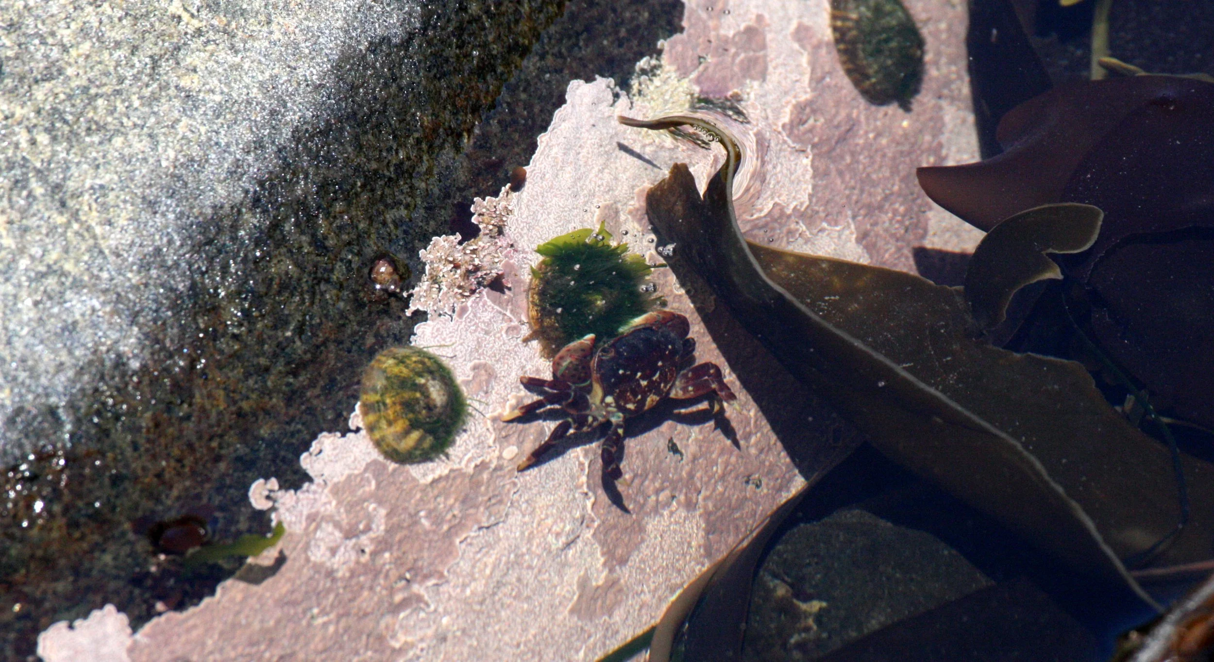 INVERT - MARINE INTERTIDAL - PORIFERA - SPONGE - SLIPPERY ROSE SPONGE - APLYSILLA GLACIALIS - SALT CREEK WA (4).JPG