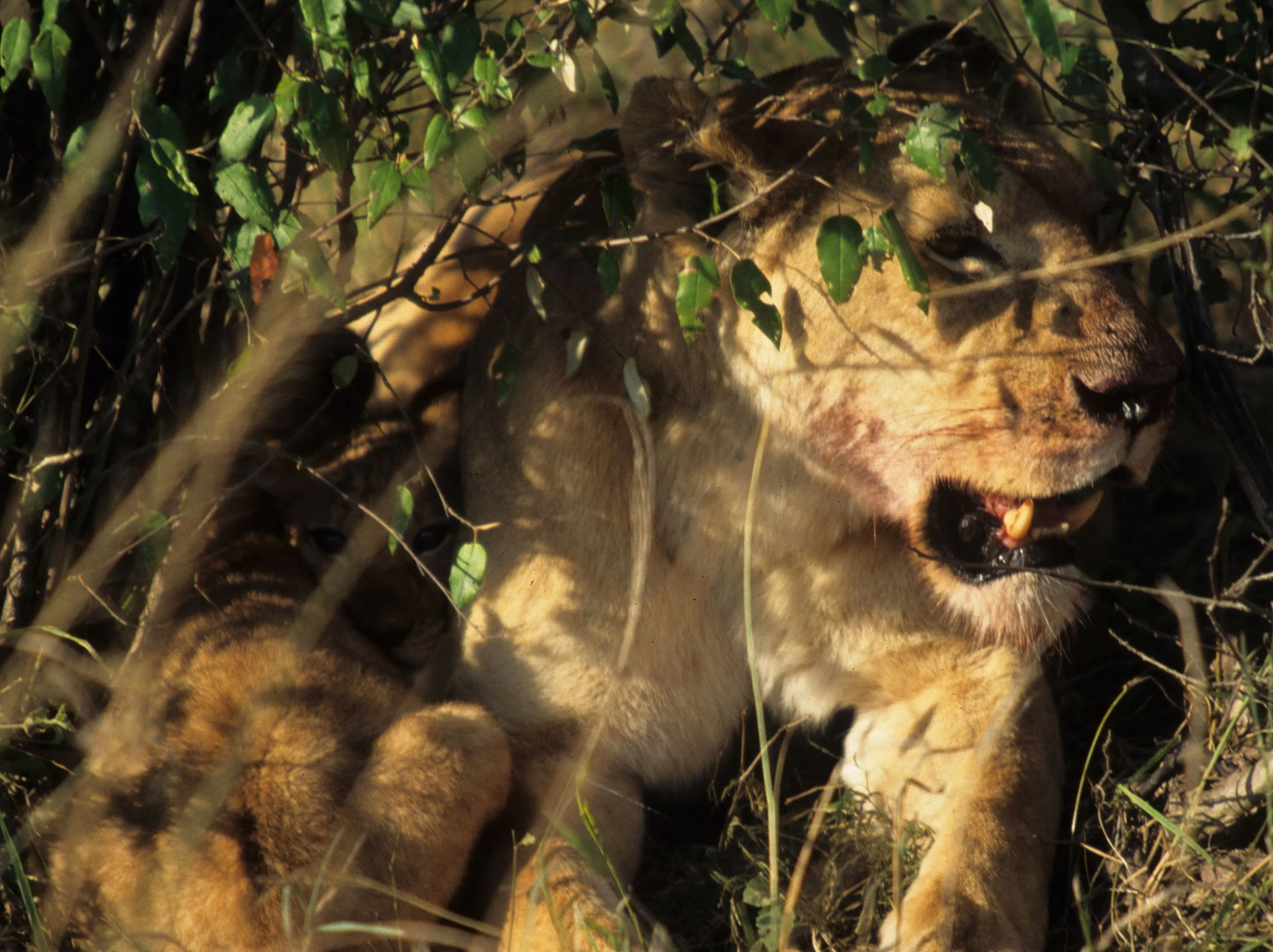 FELID - LION - SERENGETI (39).jpg