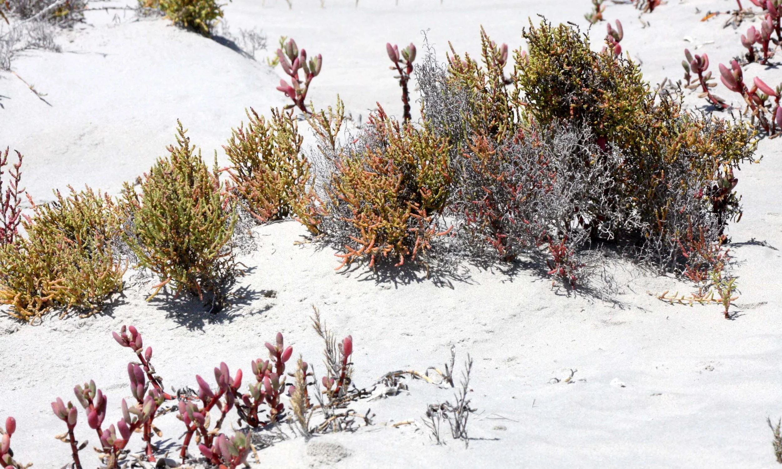 AMARANTHACEAE - ALLENROLFEA OCCIDENTALIS - PICKLEWEED - SAN IGNACIO LAGOON BAJA MEXICO (3).JPG
