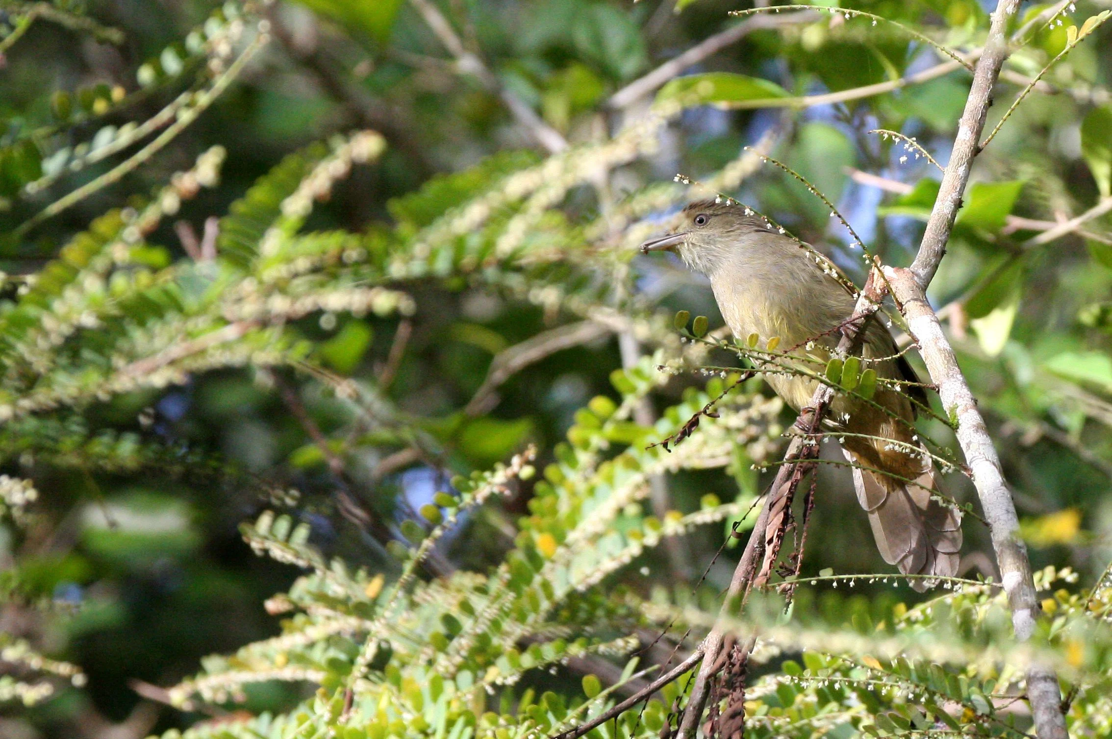 BULBUL - GREY-EYED BULBUL - Iole propinqua - KAENG KRACHAN NP THAILAND (2).JPG