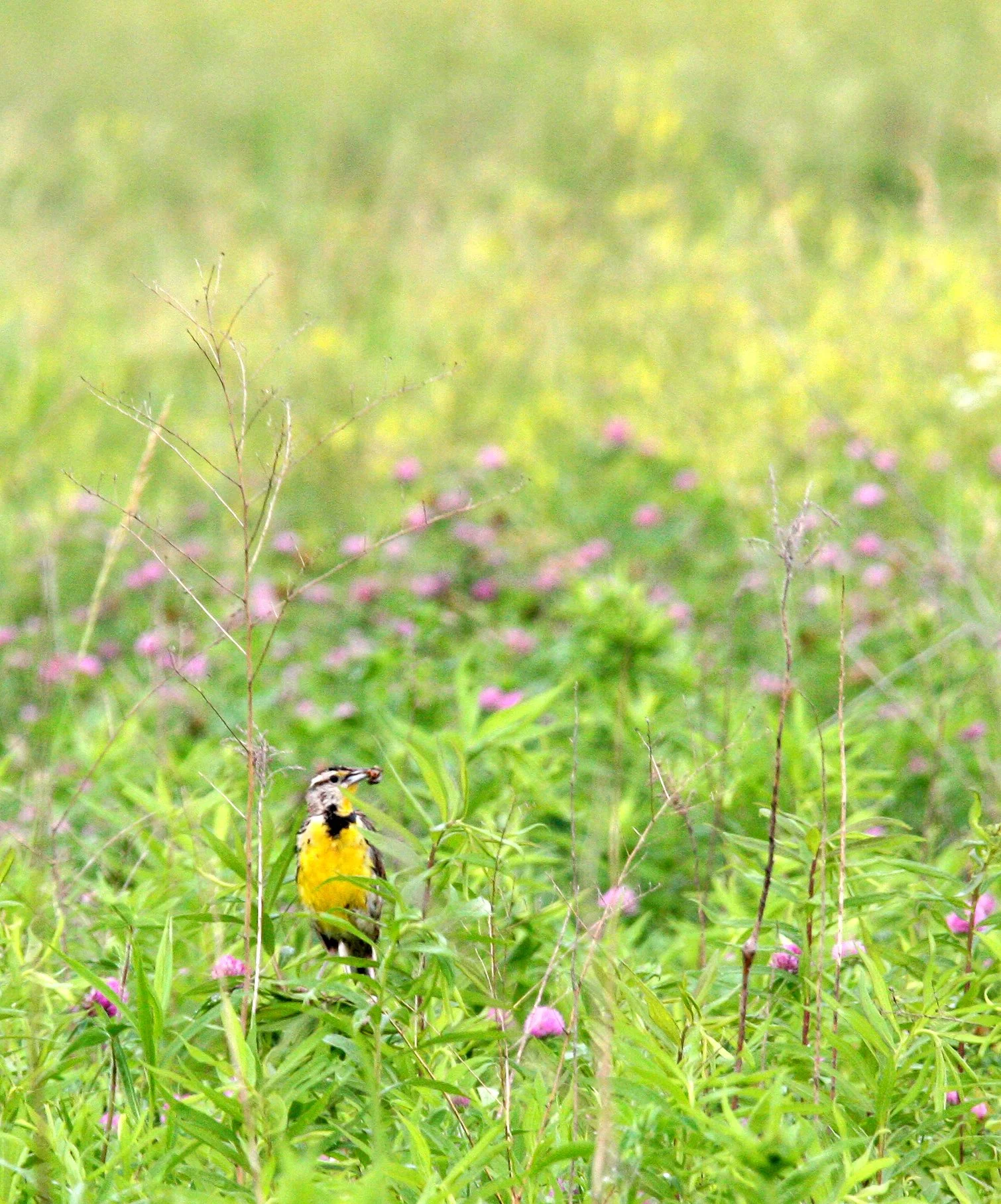 Eastern Meadowlark (Sturnella magna) McKee Marsh Illinois (1).JPG