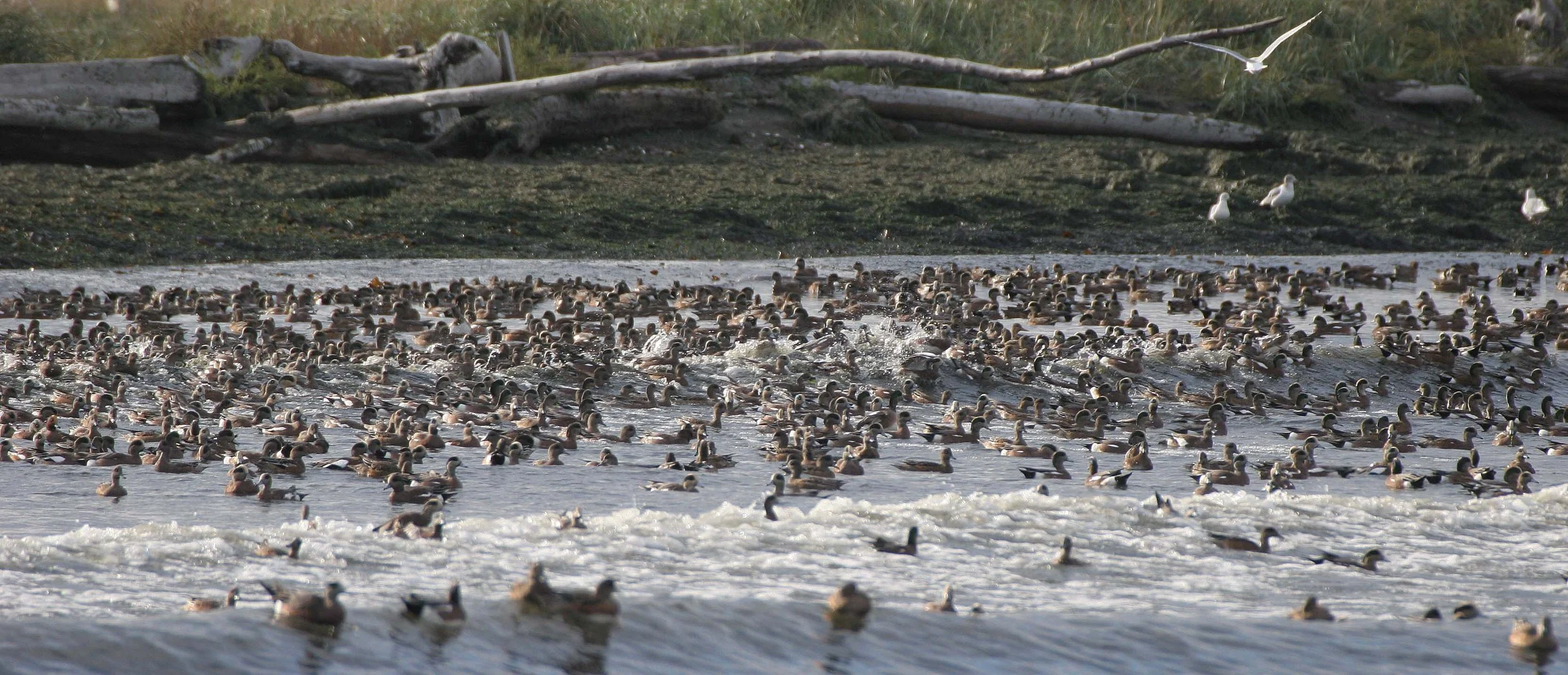 WIGEON - AMERICAN WIGEON - Mareca americana - THREE CRABS DUNGENESS RIVER MOUTH WETLAND SEQUIM WASHINGTON (34).jpg