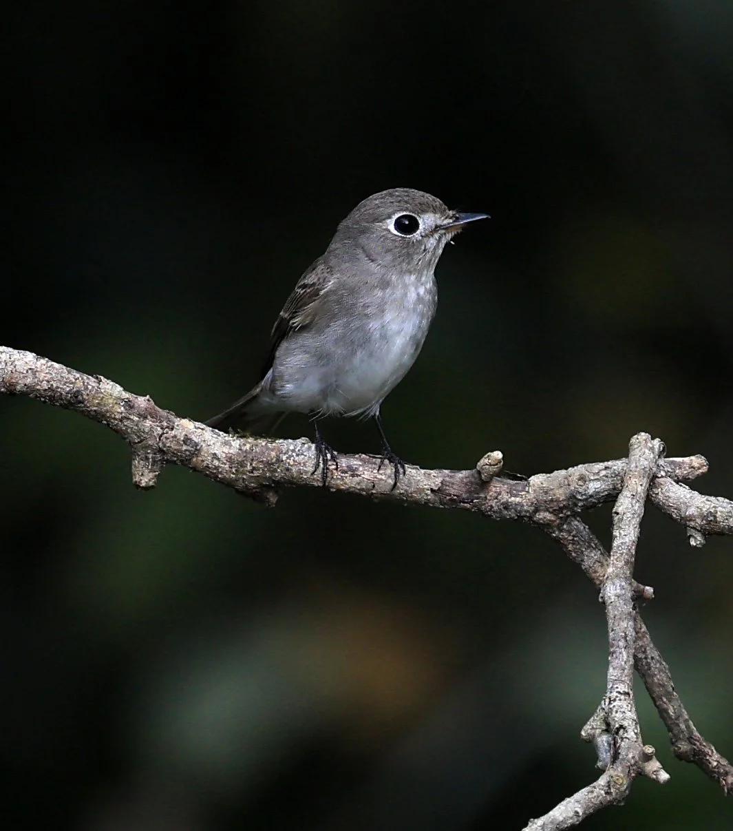 Asian Brown Flycatcher (Muscicapa dauurica) Kaeng Krachan National Park ESS Expedition 2026 (1)