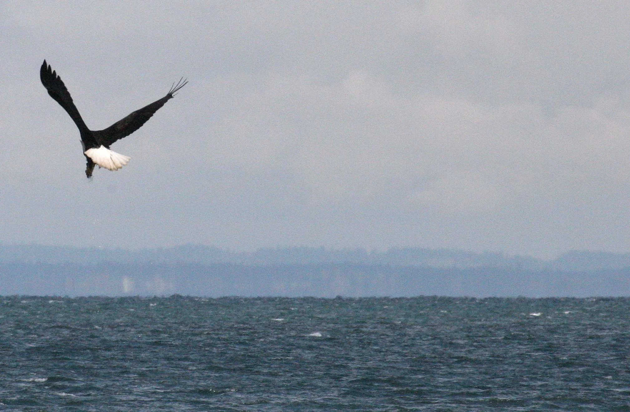 BIRD - EAGLE - BALD EAGLE - FISHING HUMBOLT SQUID - SEQUIM BAY WA (46).JPG