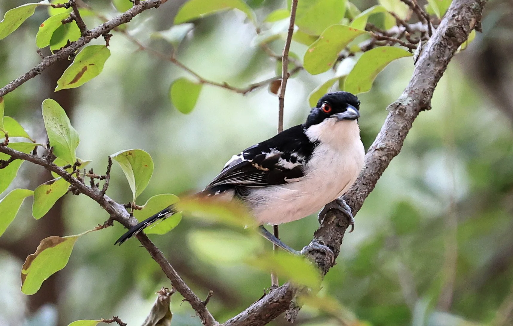 Great Antshrike (Taraba major) Hotel Campestre Iparoma Paraguay (10).jpg