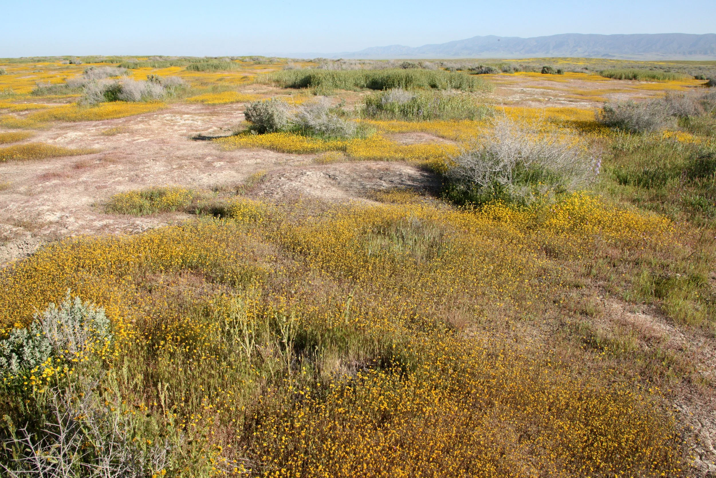 CARRIZO PLAIN NATIONAL MONUMENT - GOLD FIELDS - LASTHENIA SPECIES - ROADTRIP 2010 (3).JPG