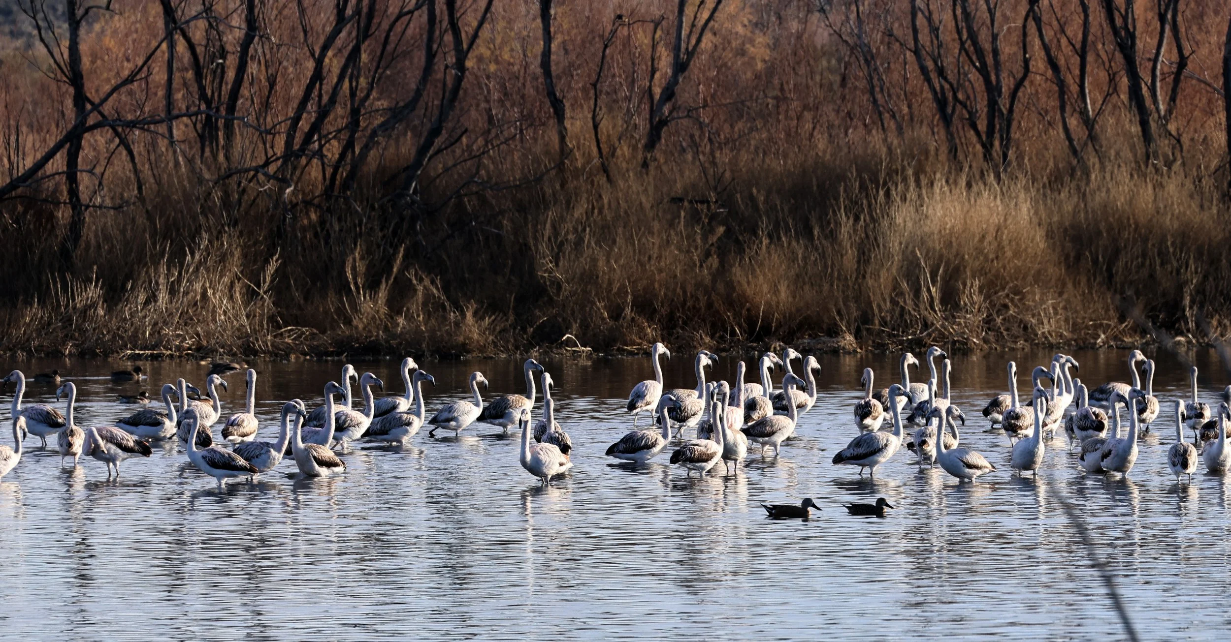 Chilean Flamingo (Phoenicopterus chilensis) Lagunas del Ornitólogo, Trelew Argentina (30).jpg
