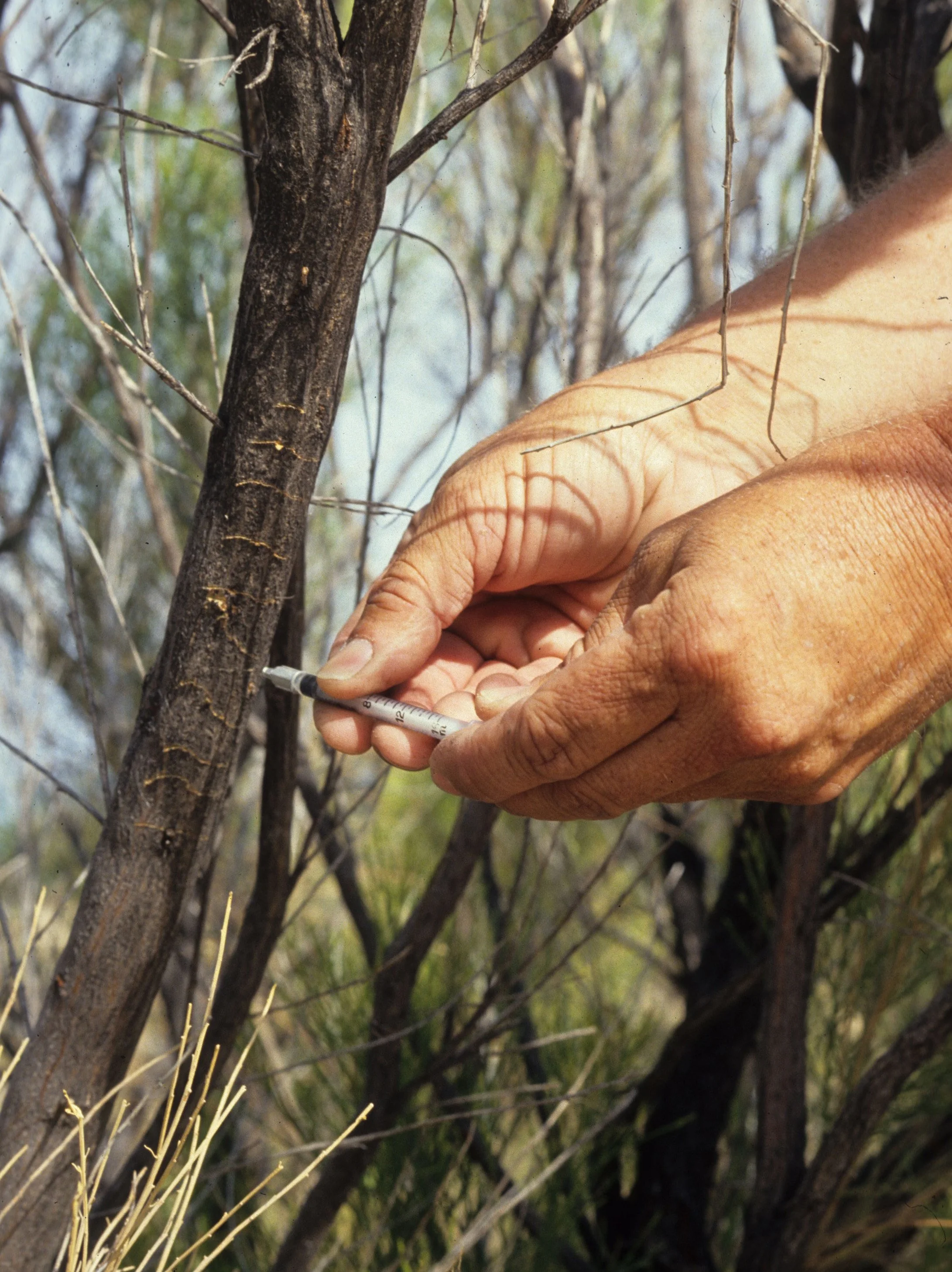 ARIZONA - MADERA CANYON - RESEARCH - DATA COLLECTION VR.jpg