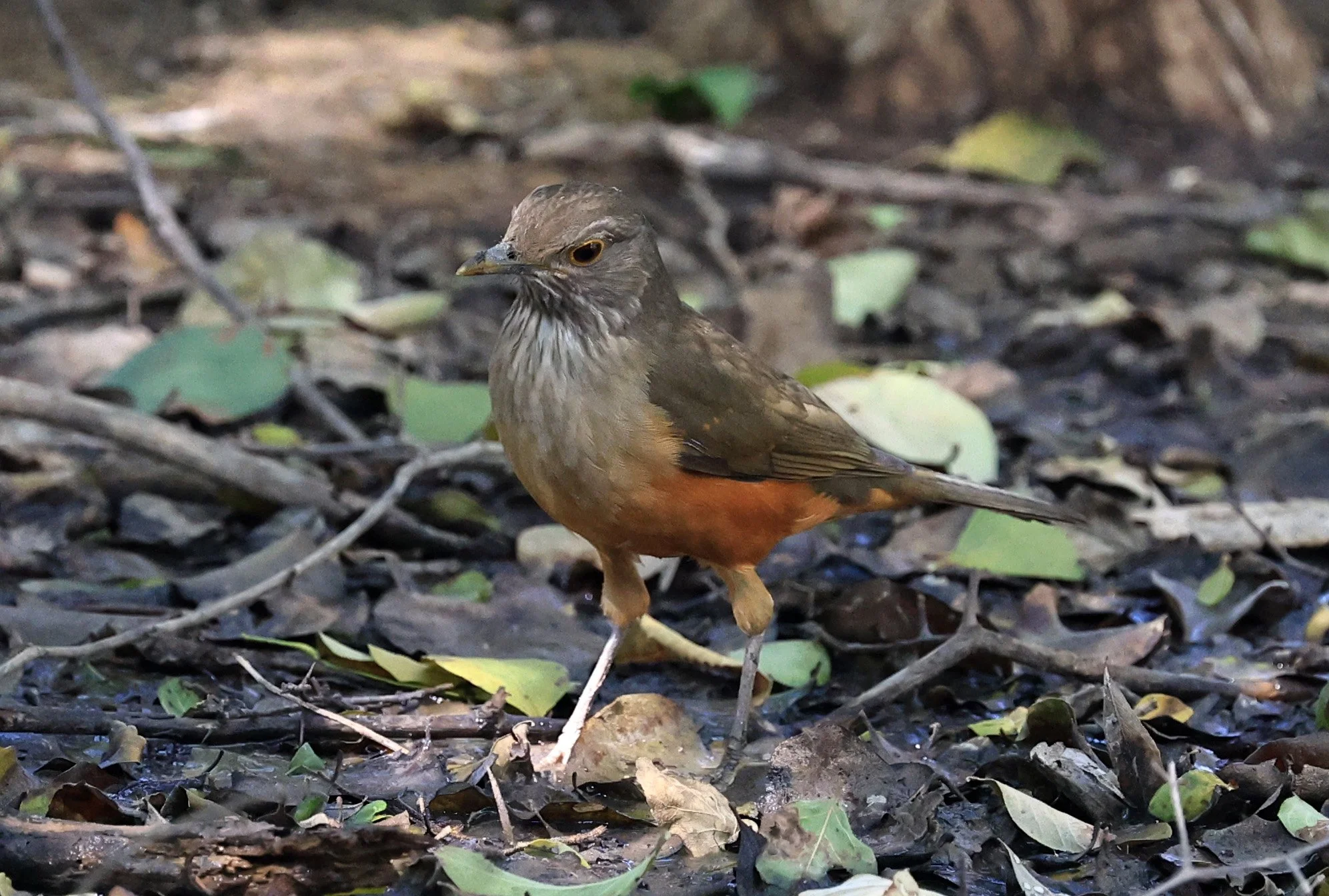Rufous-bellied Thrush (Turdus rufiventris) Agua Dulce Paraguay (2).jpg