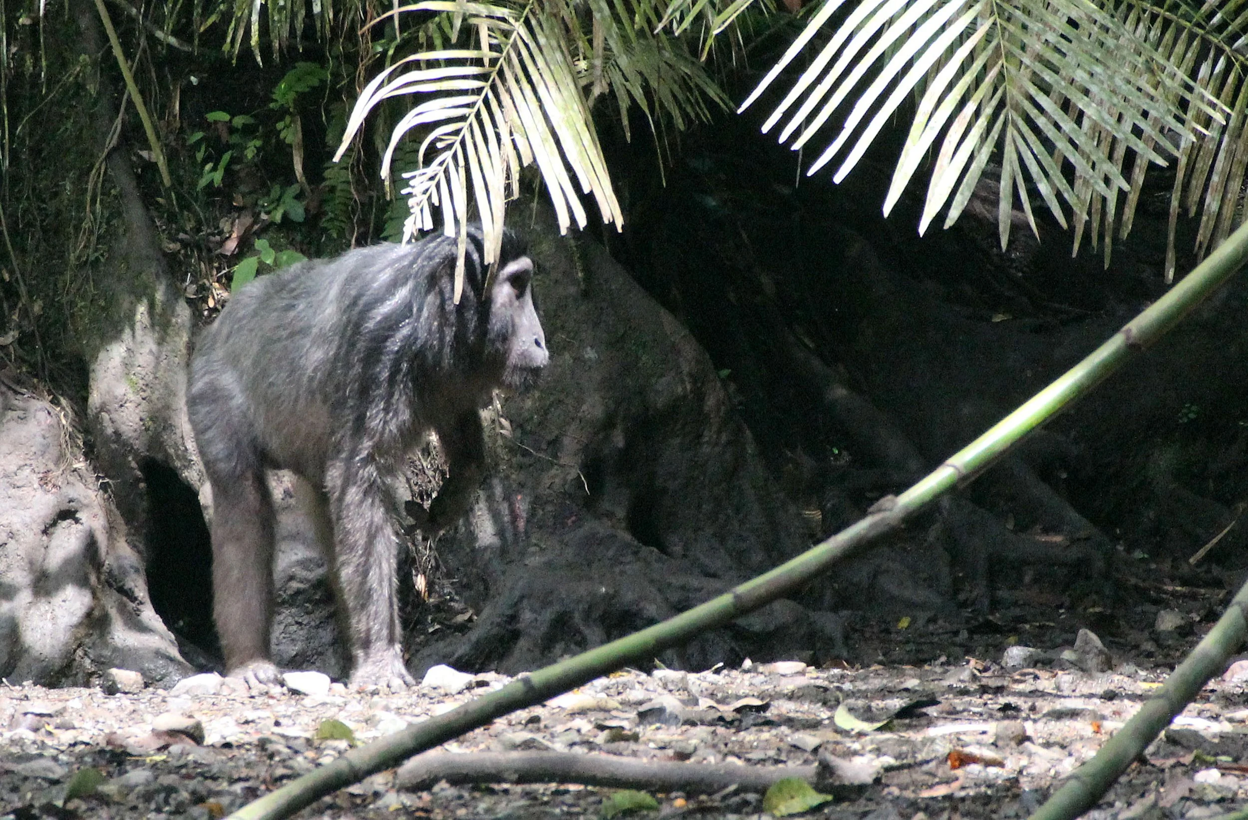 CERCOPITHECIDAE - Macaca hecki - HECK'S MACAQUE - NANTU NATIONAL NATURE RESERVE - SULAWESI INDONESIA (5).JPG