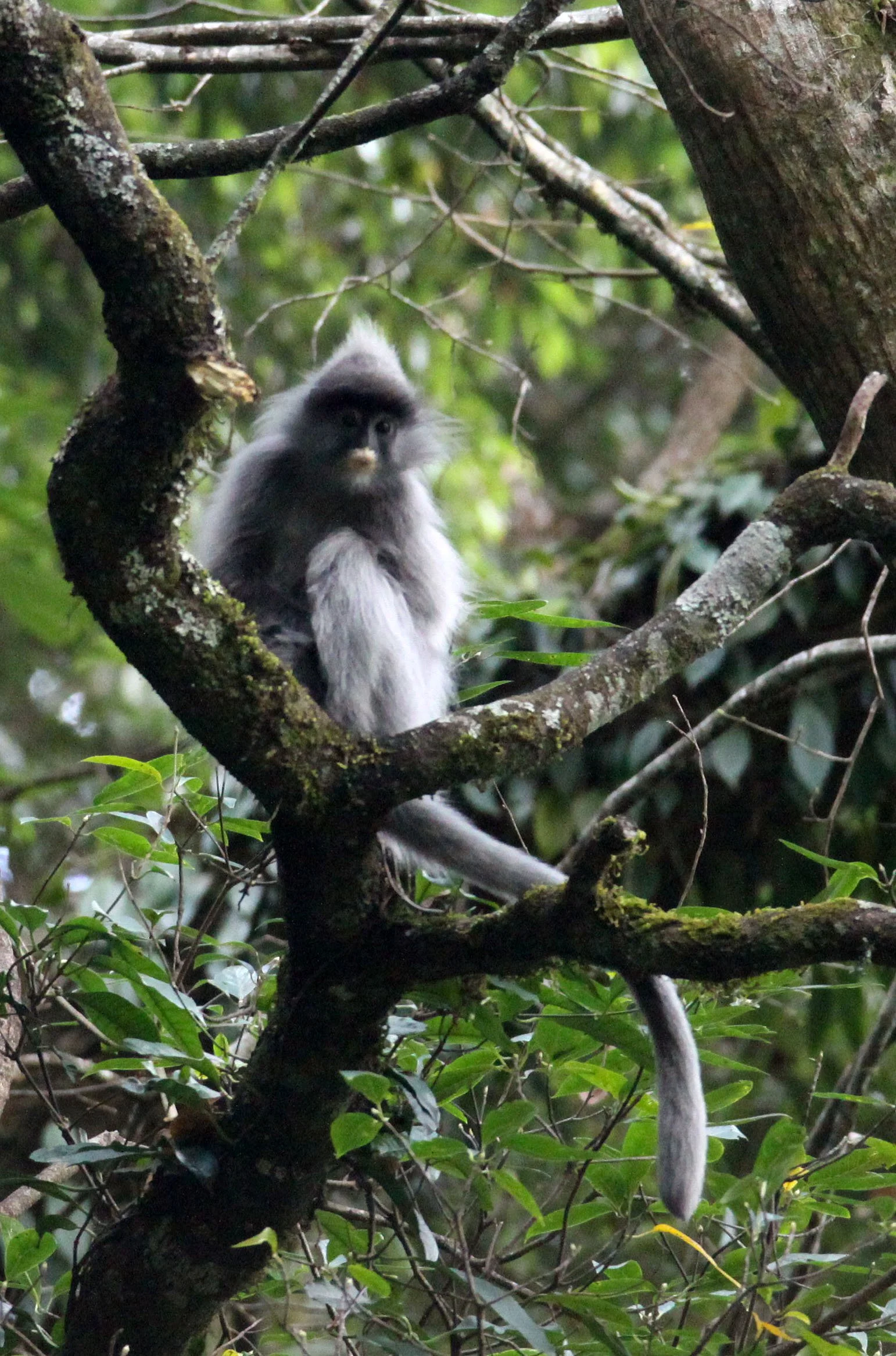 CERCOPITHECIDAE - Trachypithecus crepusculus - INDOCHINESE GRAY LANGUR - WULIANGSHAN NATURE RESERVE YUNNAN CHINA (117).JPG