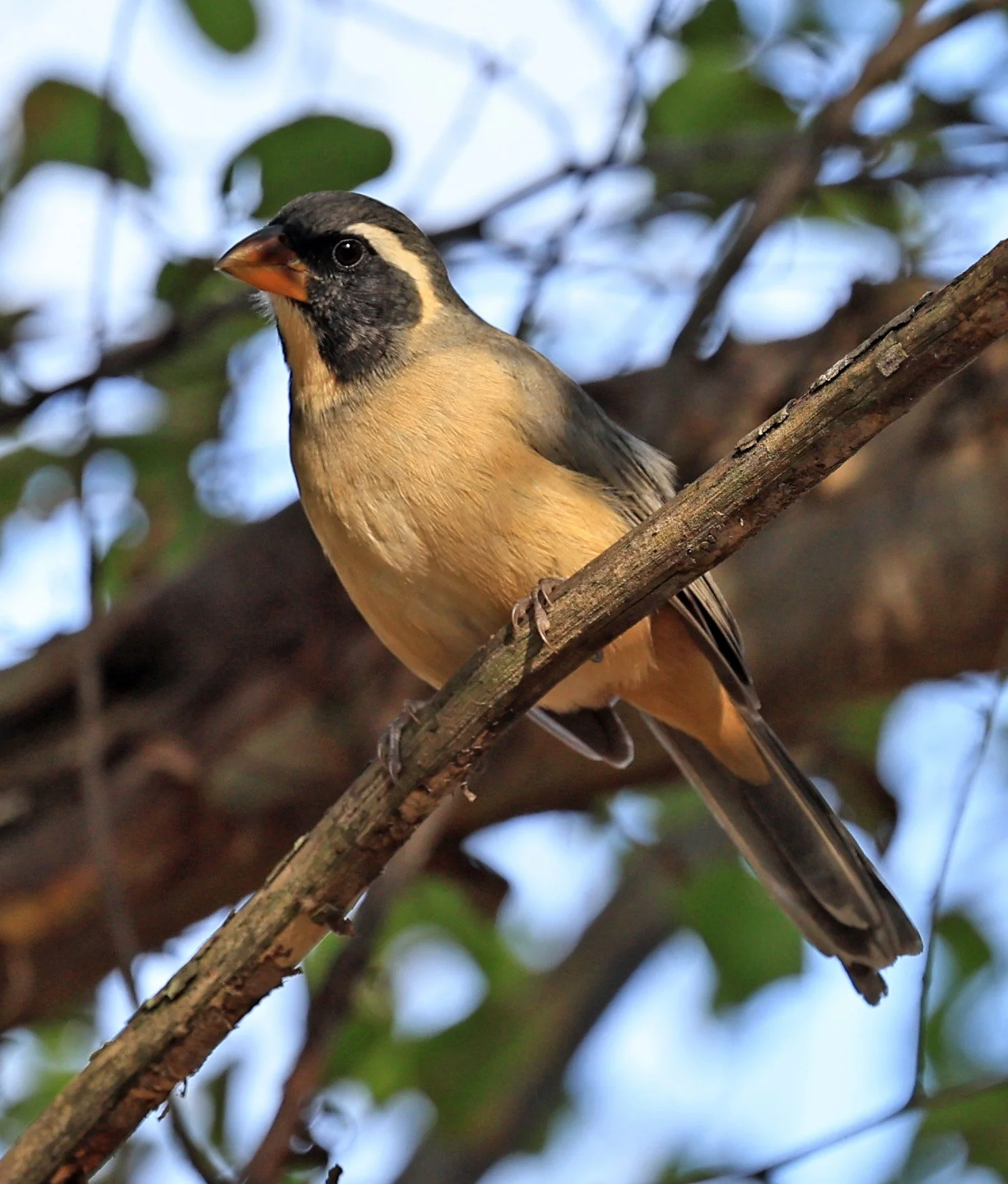 Golden-billed Saltator (Saltator aurantiirostris) Aurora Chaquena Reserve, Neuland Mennonite Colony Paraguay (19).jpg