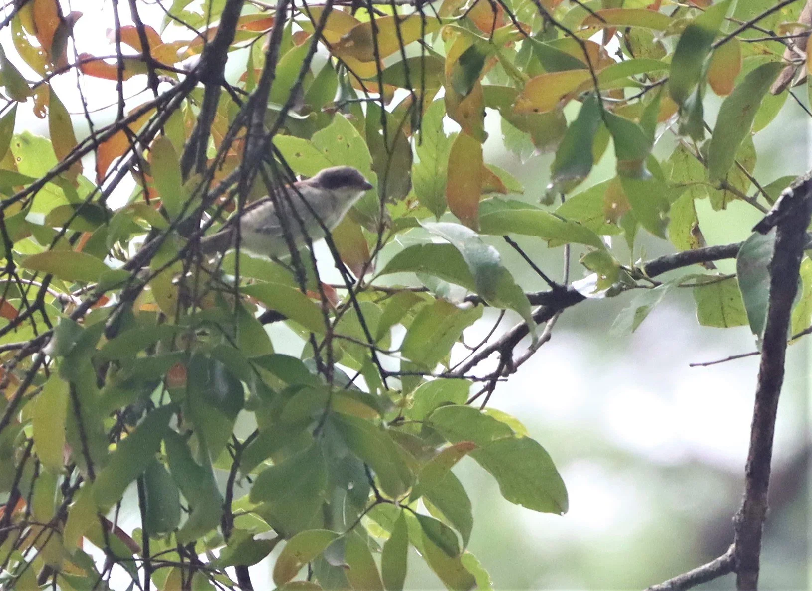 Burmese Shrike (Lanius collurioides) Doi Lang Chiang Mai (4).jpg