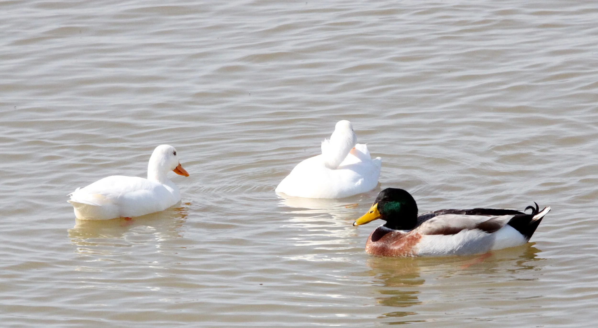 DUCK - MALLARD - Anas platyrhynchos - LAMBERT'S BAY SOUTH AFRICA (2).JPG