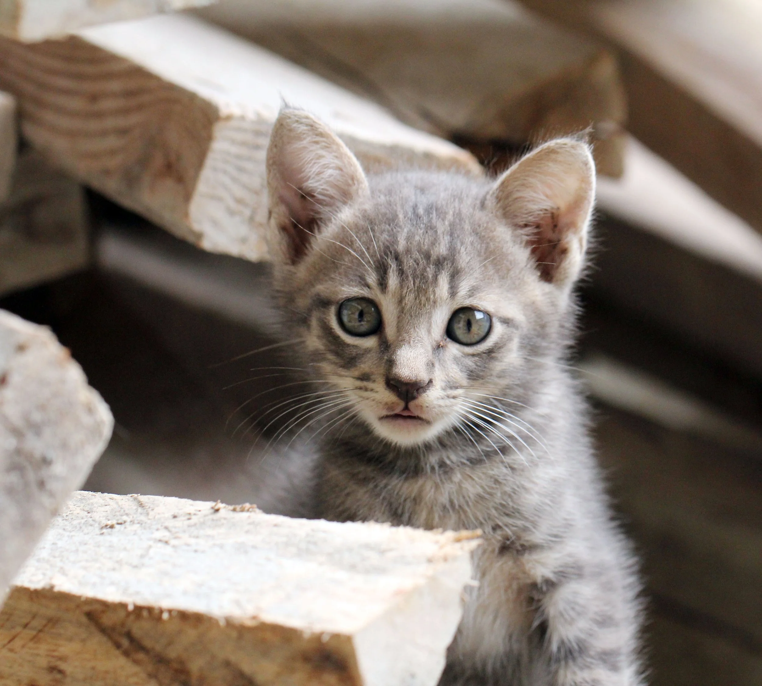 2015 Koh Lanta October Break Trip  (226).JPG