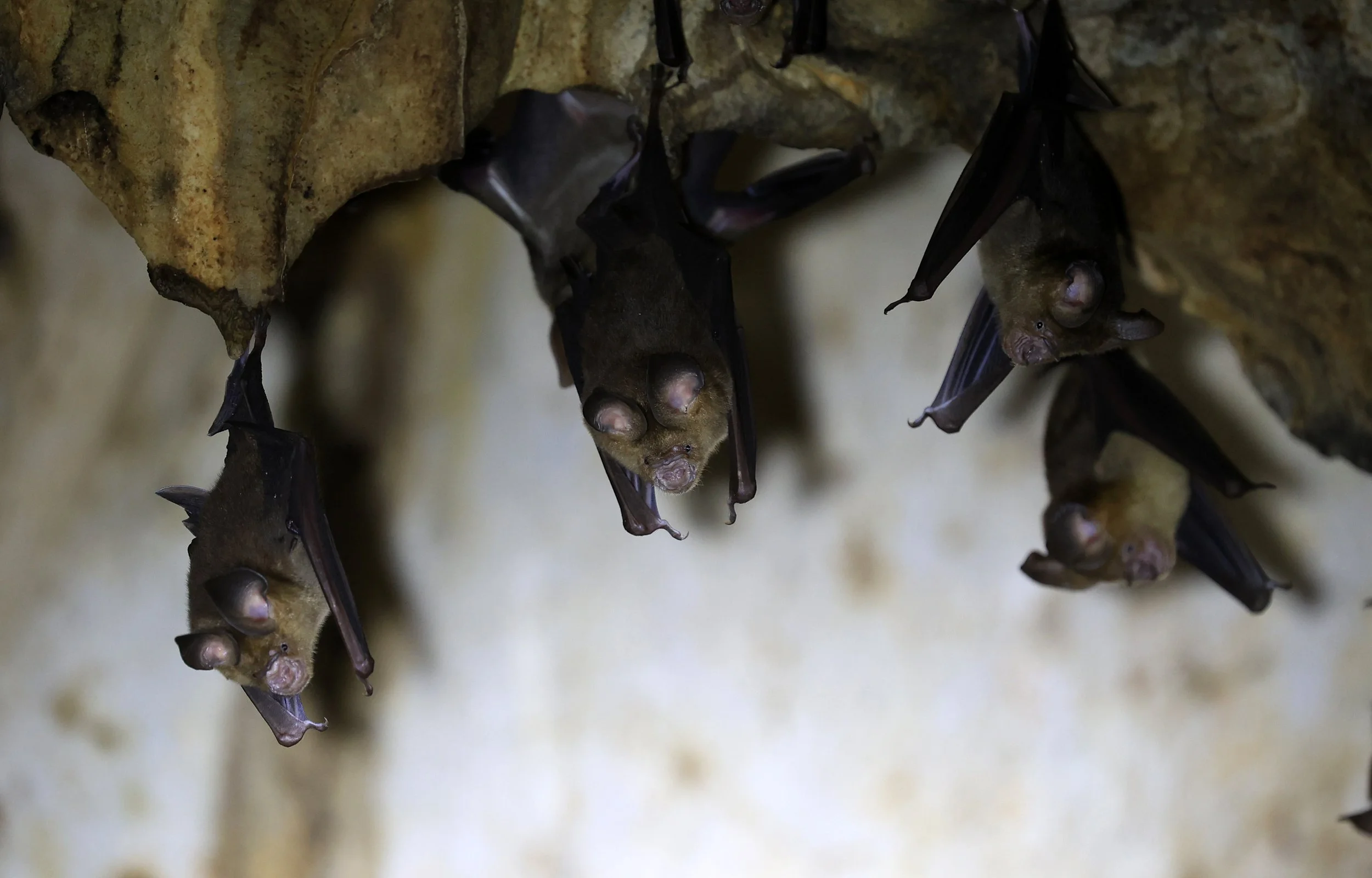 Horsfield’s Leaf-nosed Bat (Hipposideros.larvatus) Wat Tham Sila Thong Temple Pak Chong Thailand near Khao Yai (12).jpg