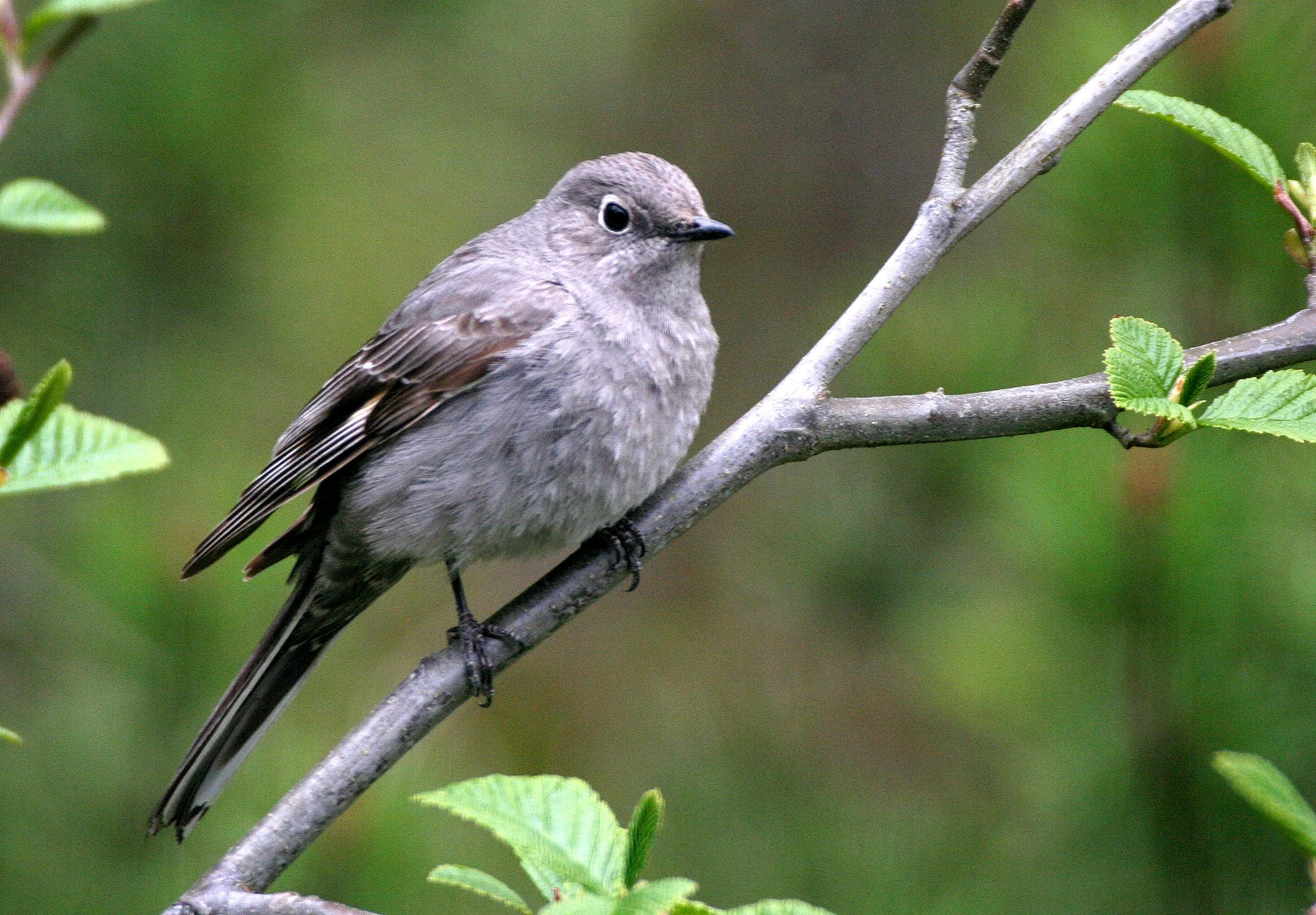 Townsend's Solitaire (Myadestes townsendi) Lake Farm Olympic Peninsula Washington (8).jpg