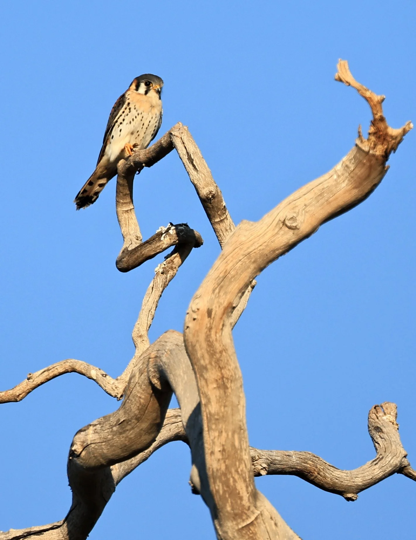 American Kestrel (Falco sparverius) Agua Dulce Paraguay (3).jpg