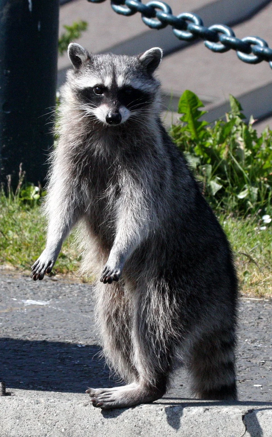 RACOON - NORTHERN RACOON - PORT ANGELES WA (4).JPG