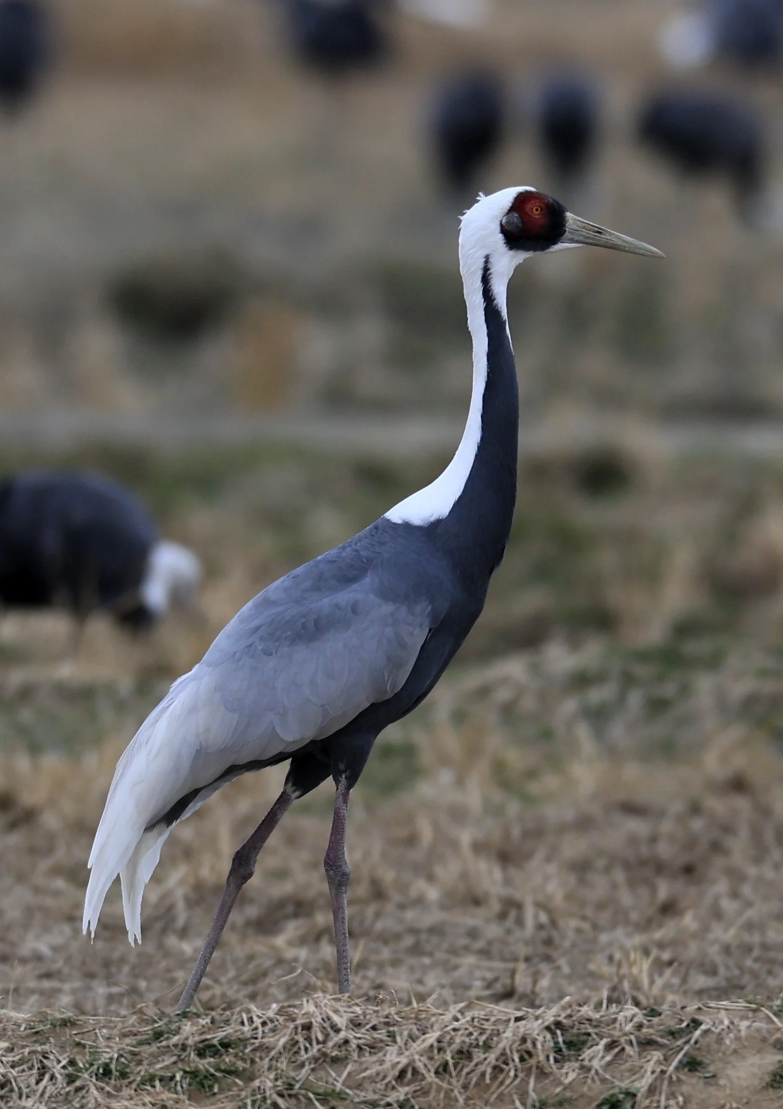White-naped Crane (Antigone vipio) Izumi Crane Park & Center, Izumi Kagoshima Kyushu Japan (462).jpg