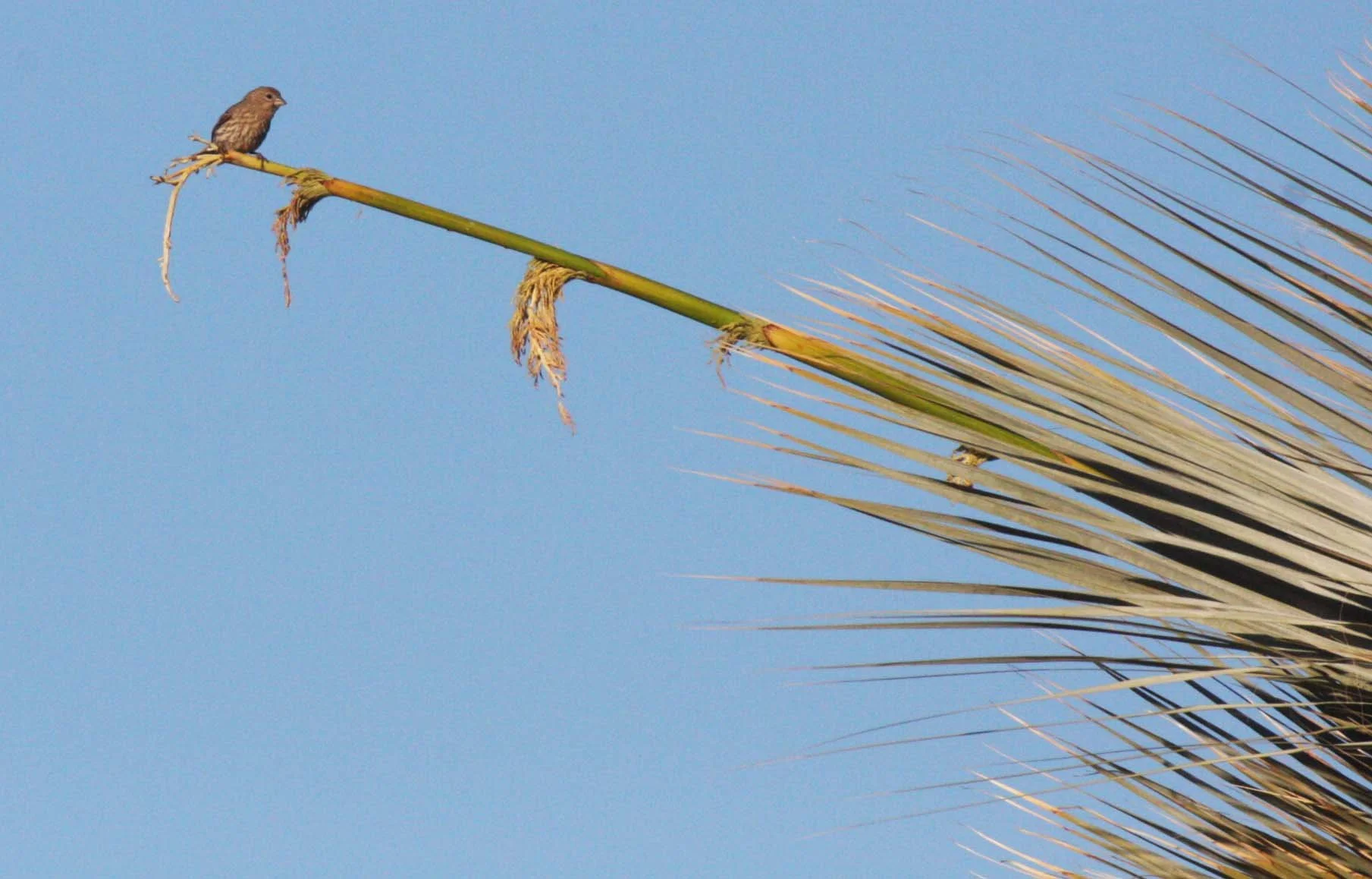House Finch (Haemorhous mexicanus) Catavina Desert Baja Mexico (3).JPG