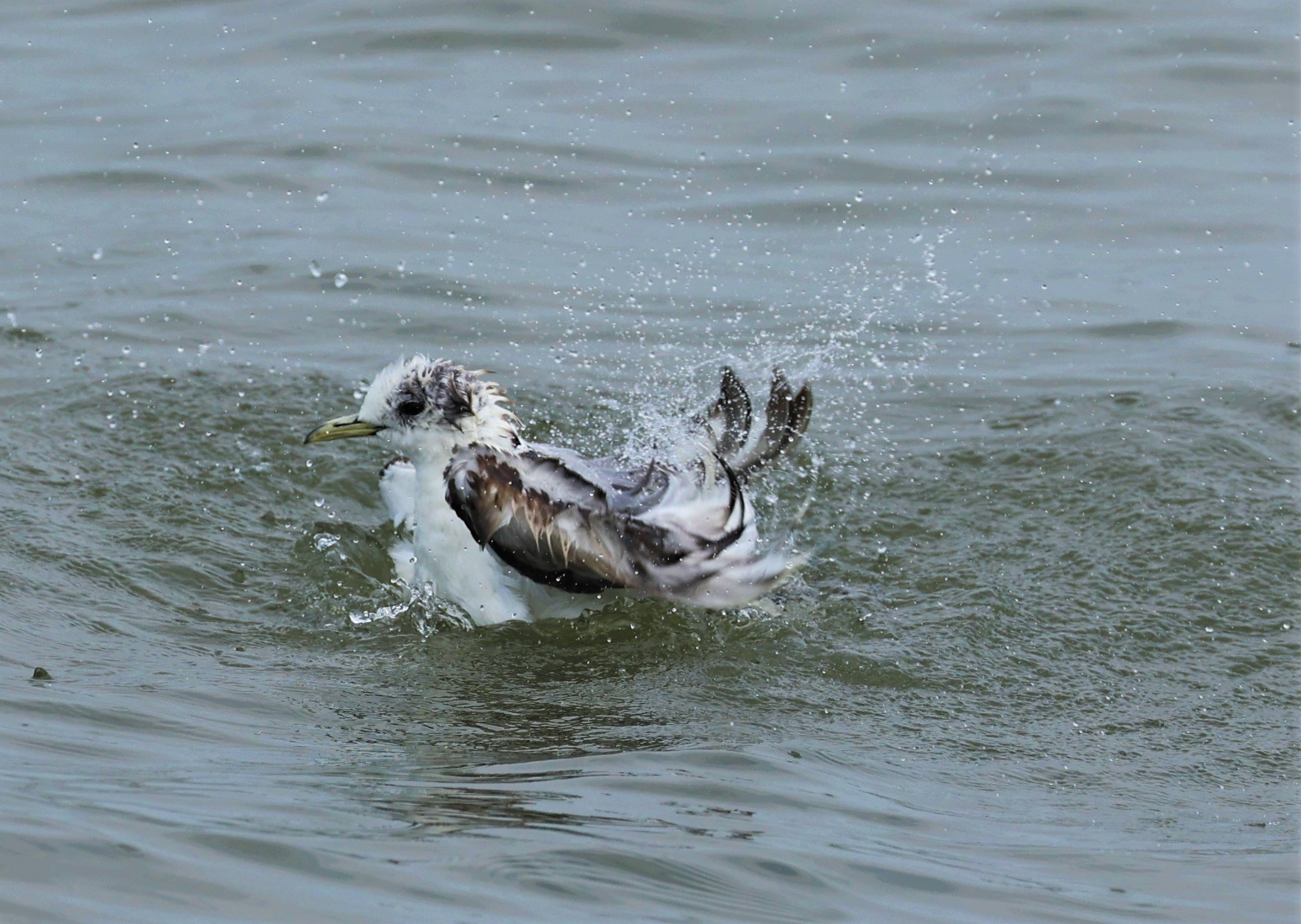 KITTIWAKE - BLACK-LEGGED KITTIWAKE - Rissa tridactyla - GULF OF SIAM OFF BANGKOK & SAMUT SAKHORN FEB 05 2022 (61).jpg