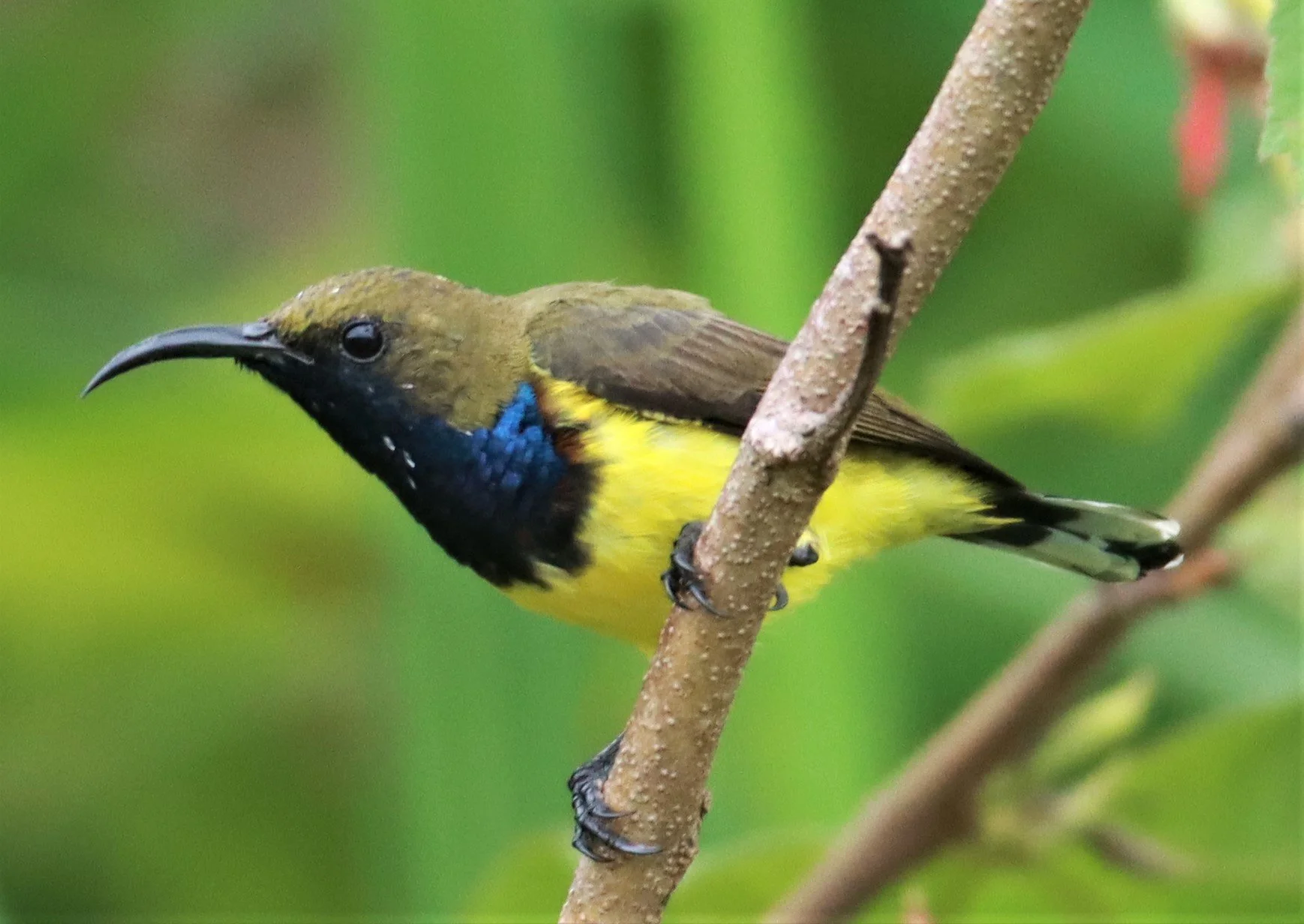 SUNBIRD - OLIVE-BACKED SUNBIRD - Nectarinia jugularis - NONG YA PLONG PETCHABURI (58).jpg