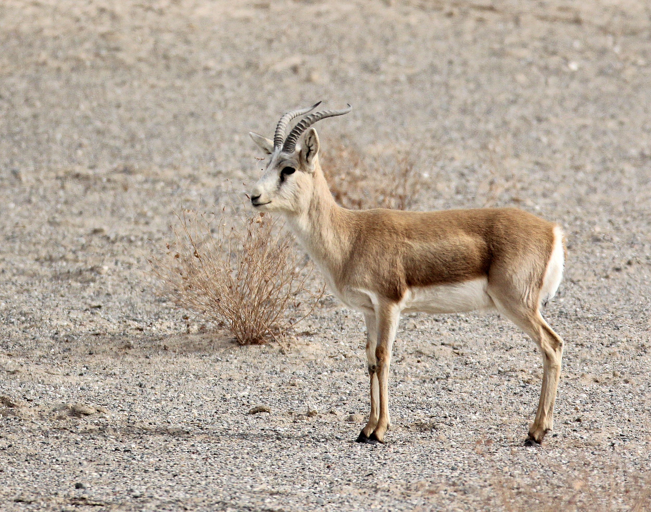 GAZELLE - YARKAND GAZELLE - Gazella yarkandensis - DUNHUANG XIFU NATURE RESERVE - GANSU CHINA (93).JPG
