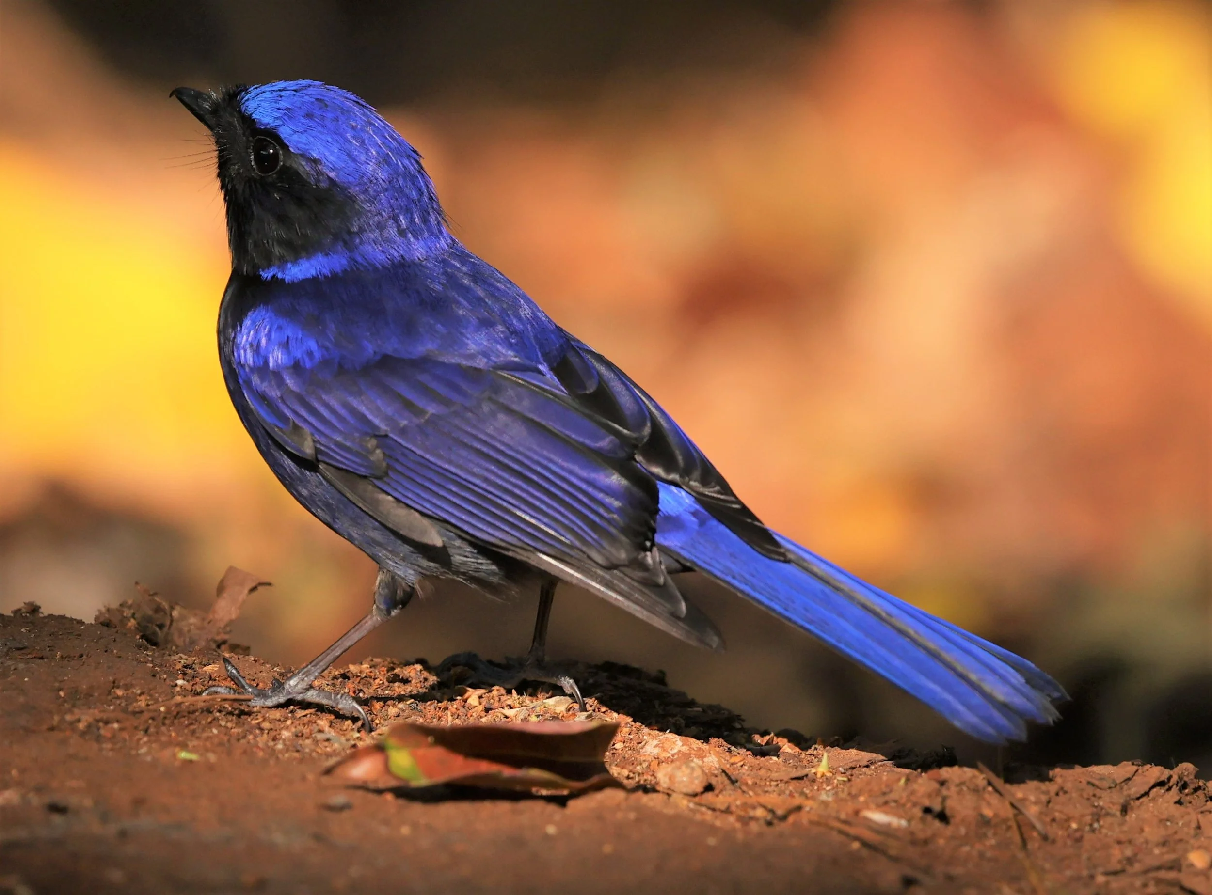 NILTAVA - LARGE NILTAVA - Niltava grandis - DOI DOI ANG KHANG CHIANG MAI FEB 2022 (25).jpg