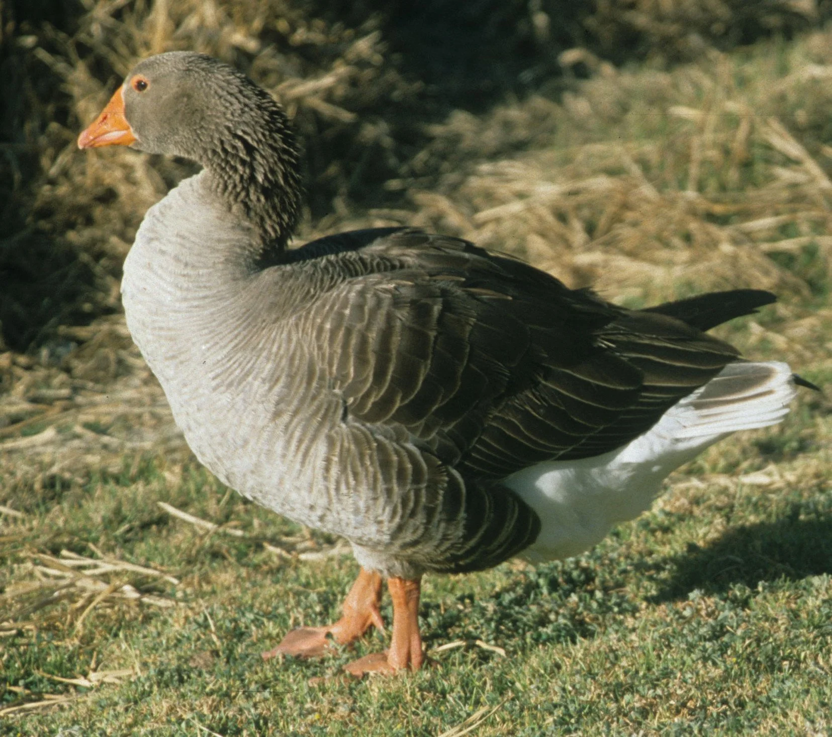 GOOSE - GREYLAG GOOSE - Anser anser - BOLIVIA LAPAZ ZOO (1).jpg
