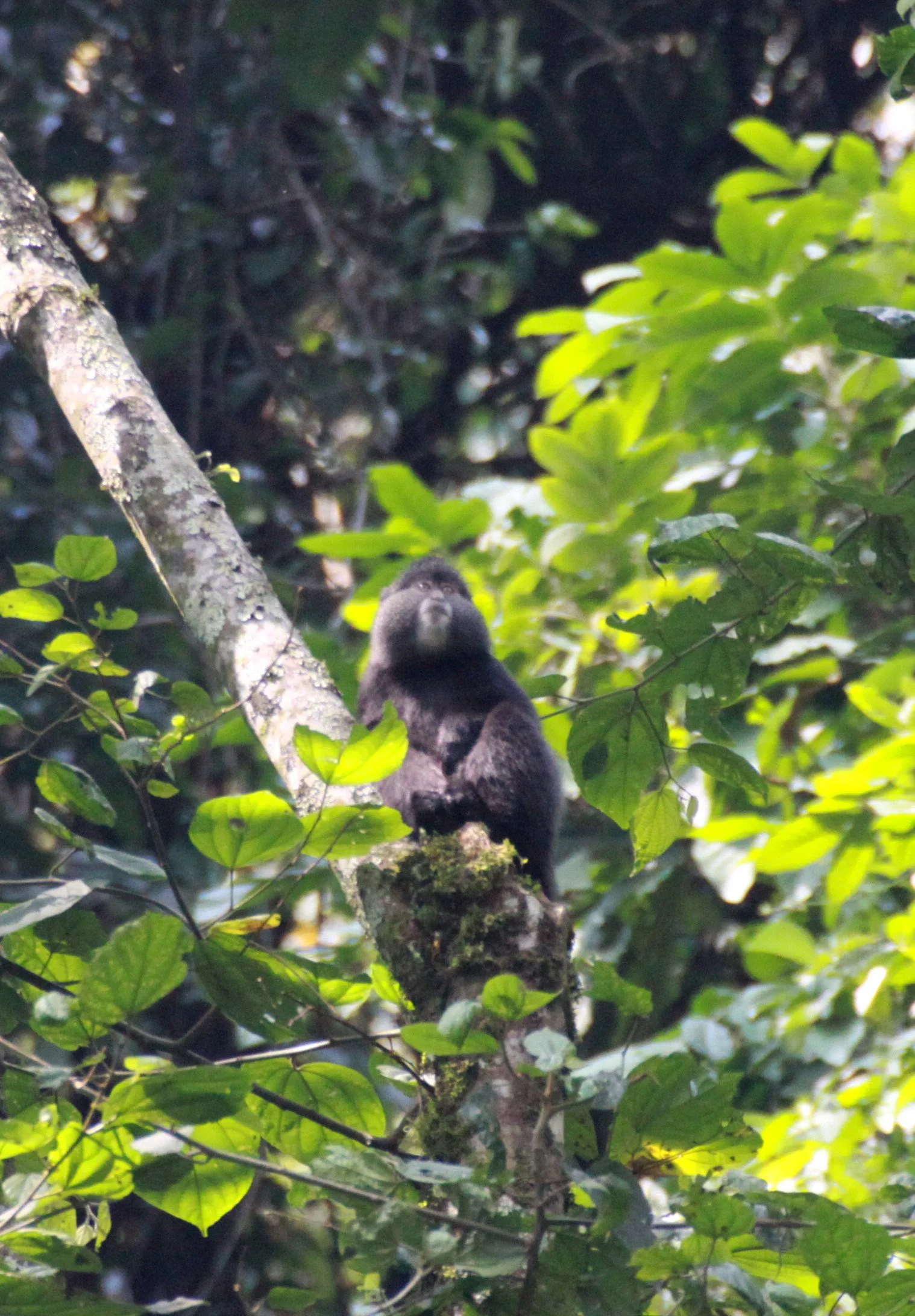 CERCOPITHECIDAE - Cercopithecus mitis - BLUE MONKEY - RWENZORI NATIONAL PARK UGANDA (78).JPG
