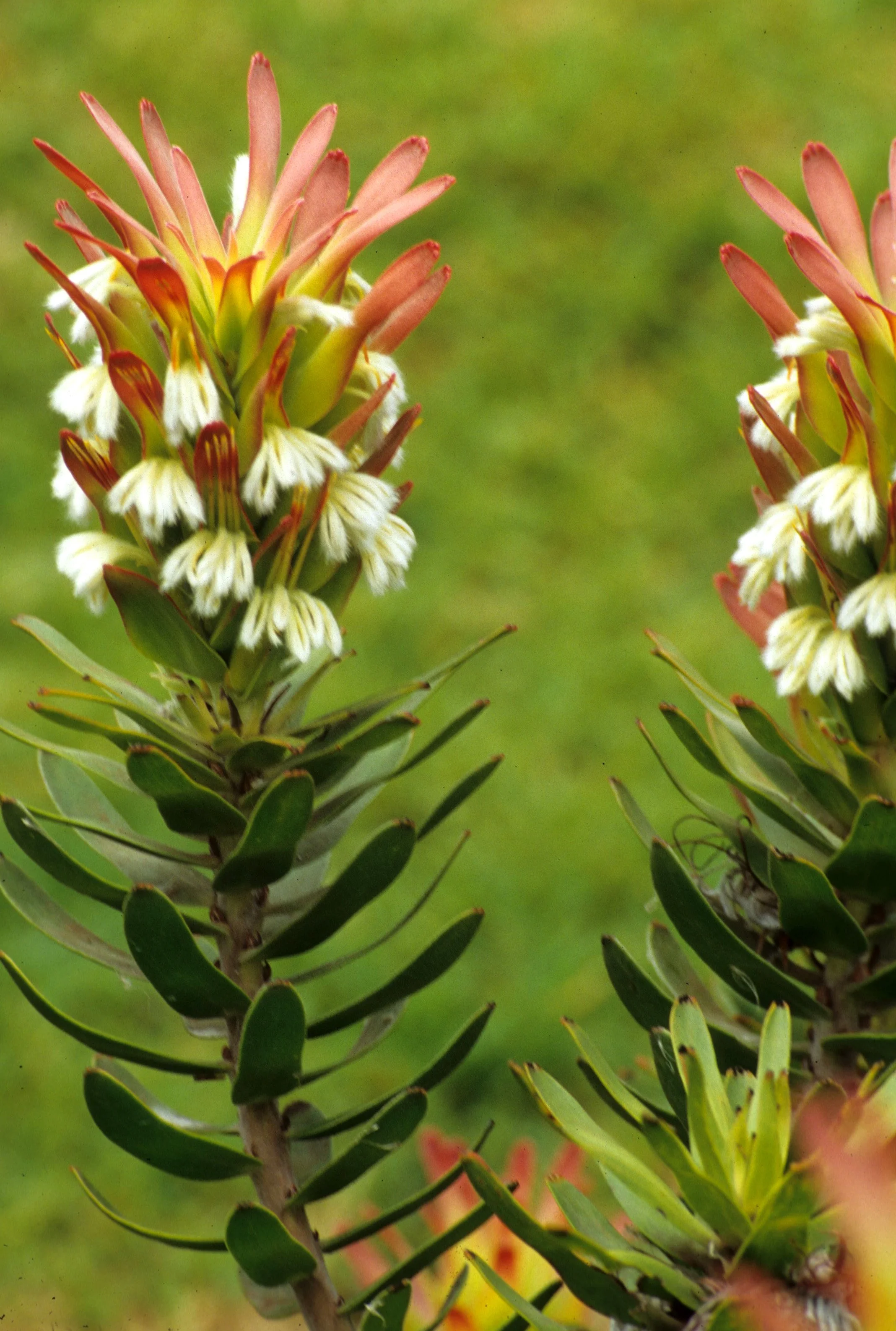 HAWAII - MAUI - PROTEA PLANTATION (7).jpg