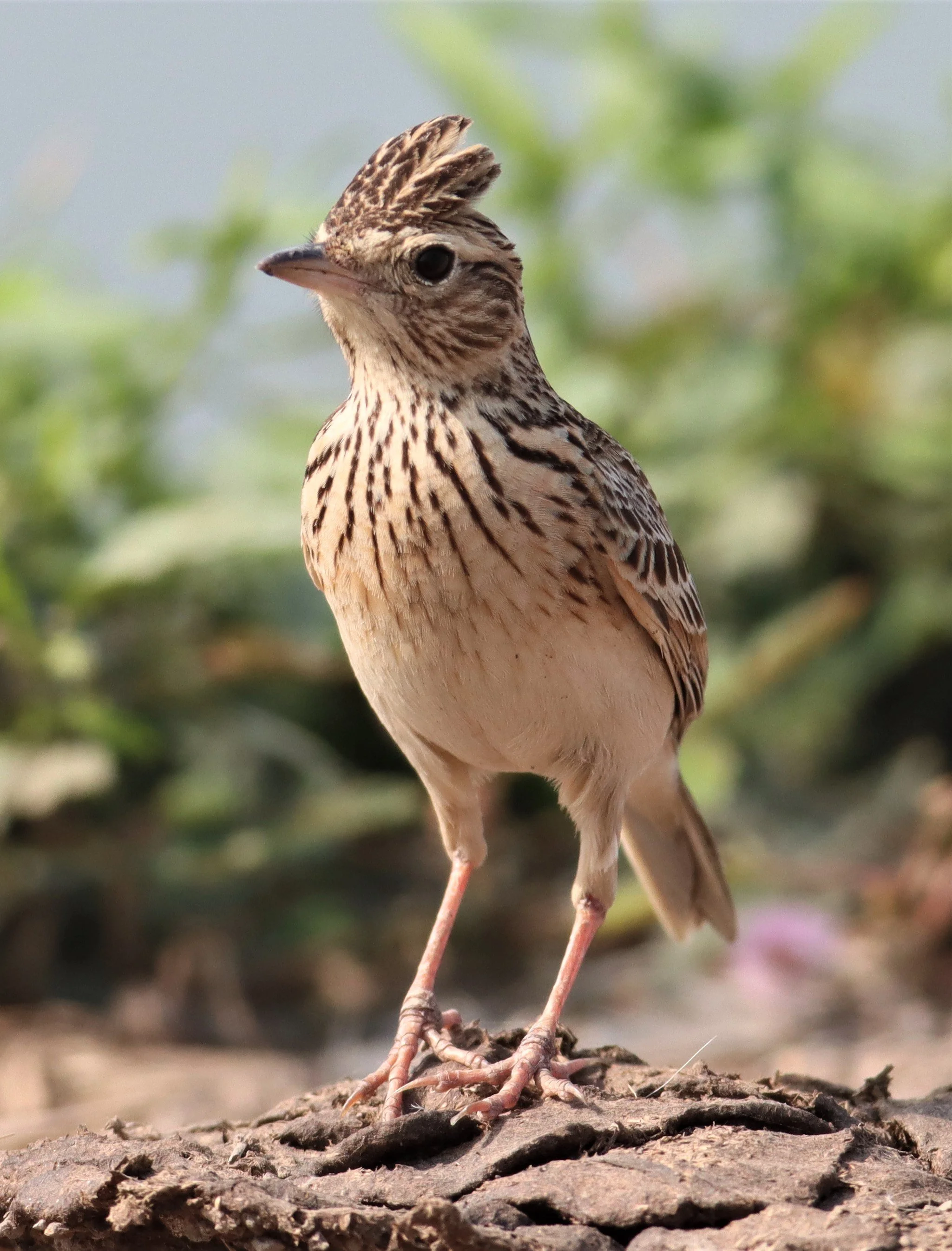 Oriental Skylark (Alauda gulgula) Bang Khaem Wetlands Nakhon Pathom (1).jpg