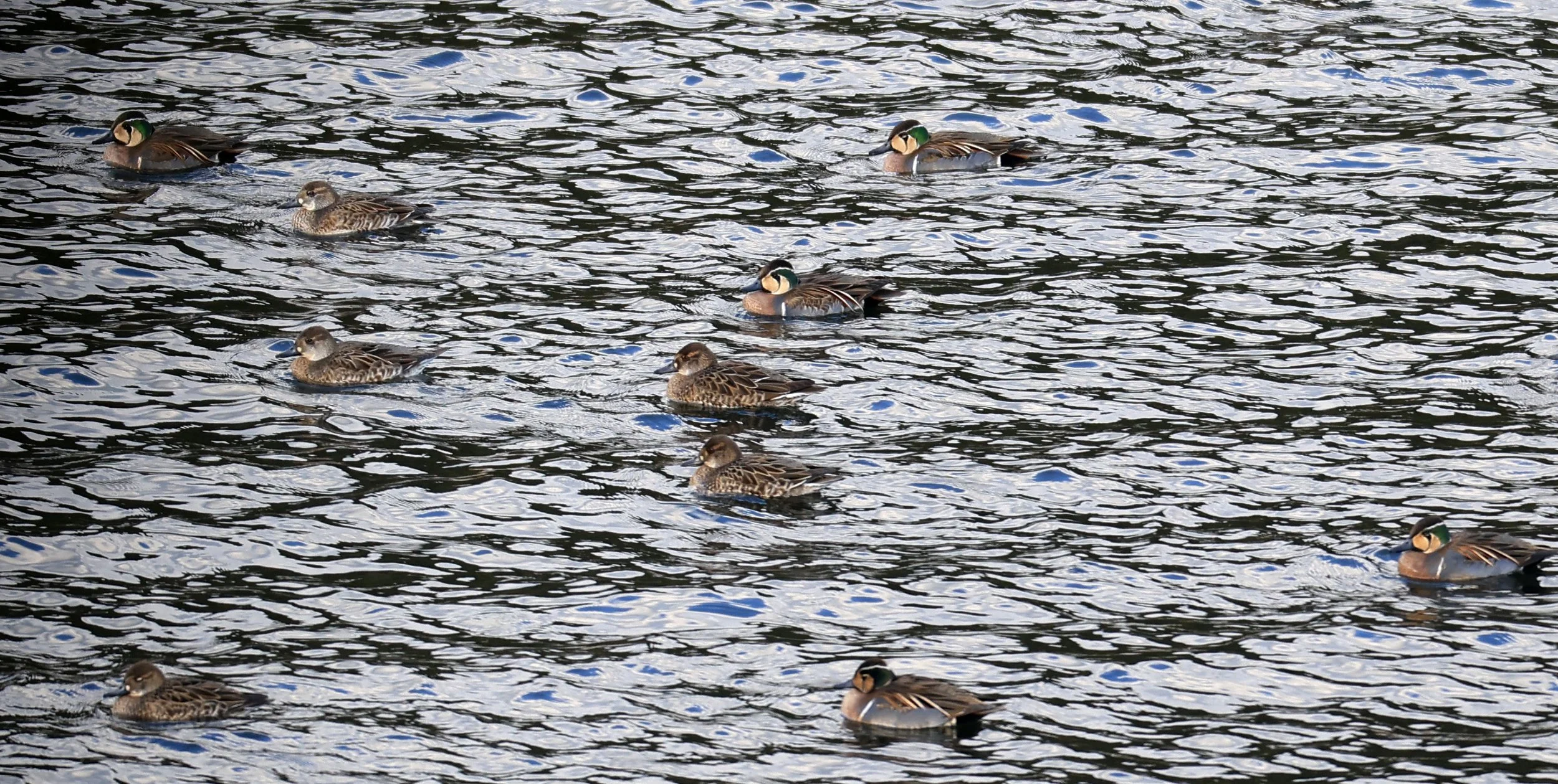 Baikal teal (Sibirionetta formosa) Takagawa Dam Lake, Kagoshima Japan (13).jpg