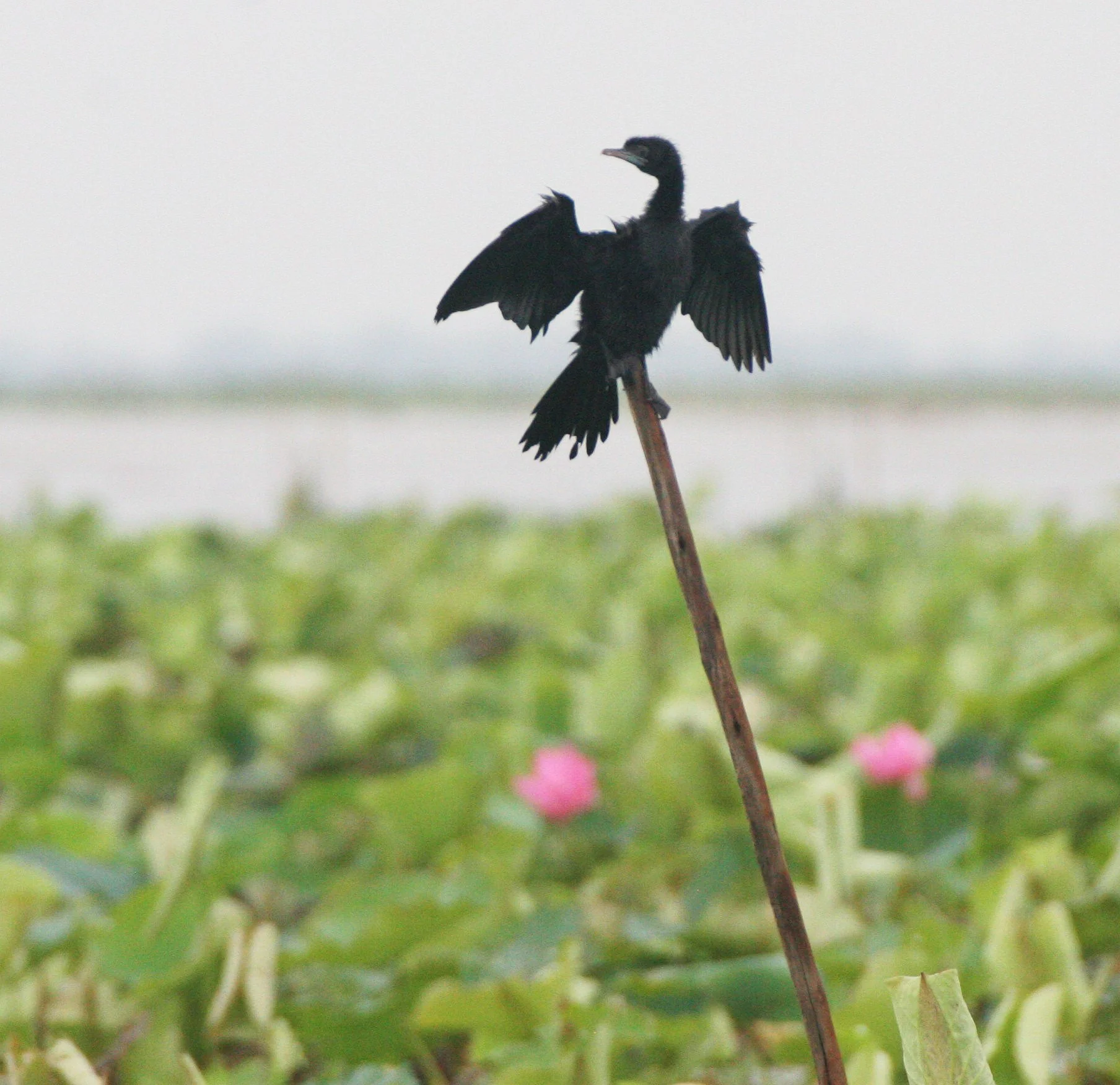 Microcarbo niger - Little Cormorant - Bueng Boraphet Wetlands Thailand (38).JPG