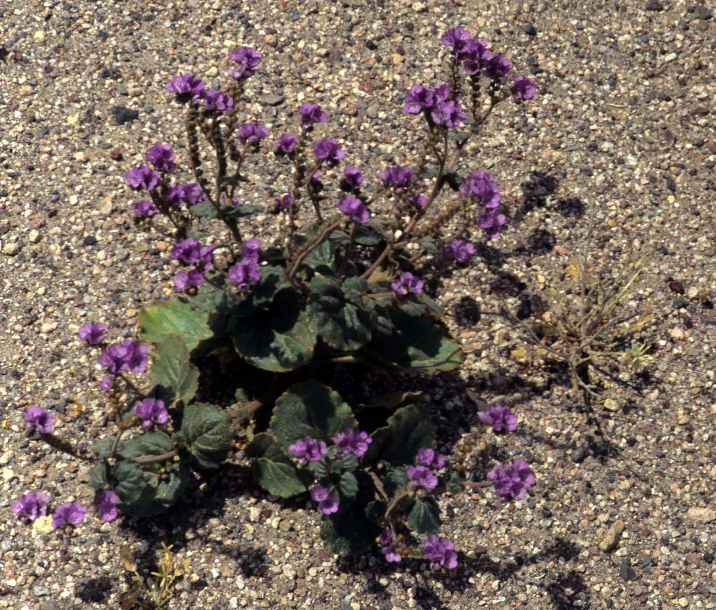 DEATH VALLEY - PHACELIA CALTHIFOLIA - CLATHALEAFED PHACELIA.jpg